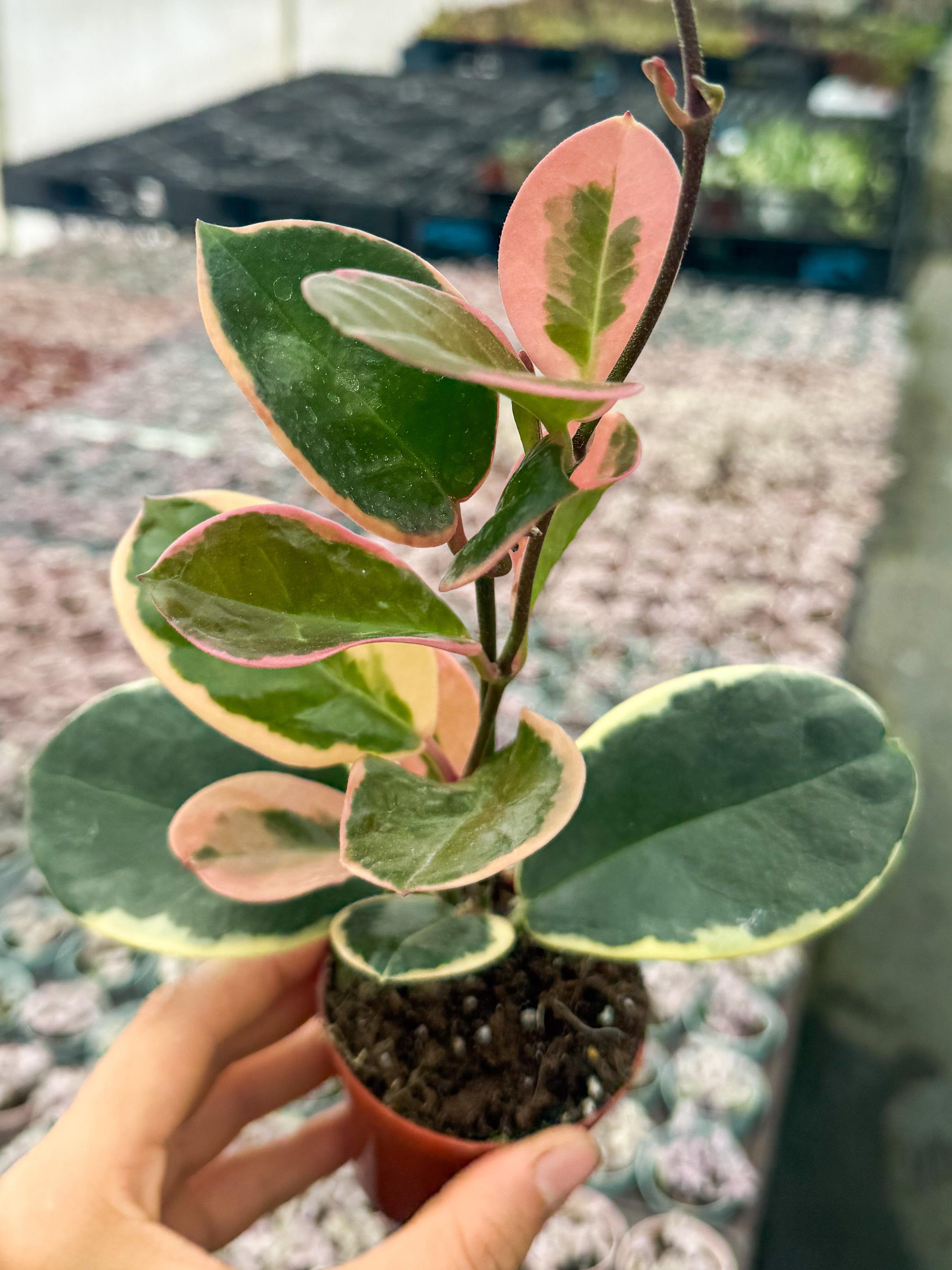 Hoya Australis Blondie Ender Tür Mum Çiçeği