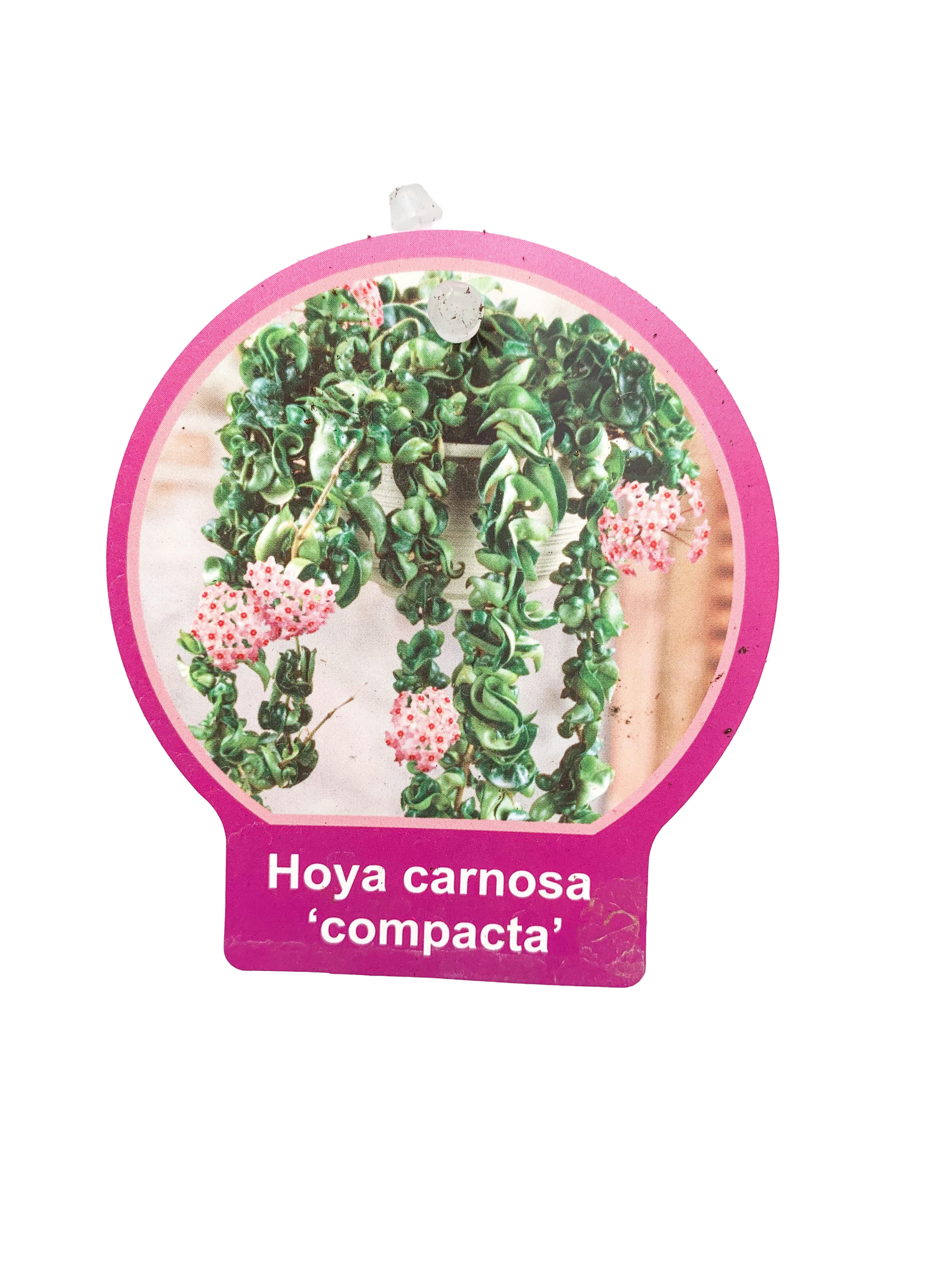 Hoya Carnosa Compacta Mum Çiçeği