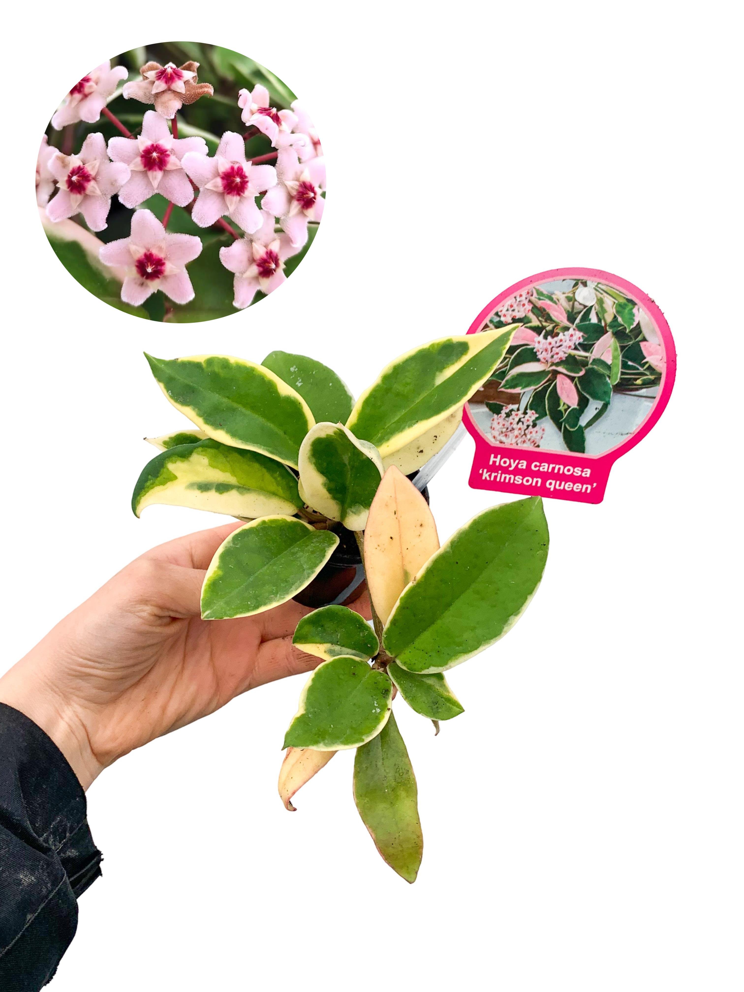 Hoya Carnosa Krimson Queen (Alacalı Kraliçe Mum Çiçeği)