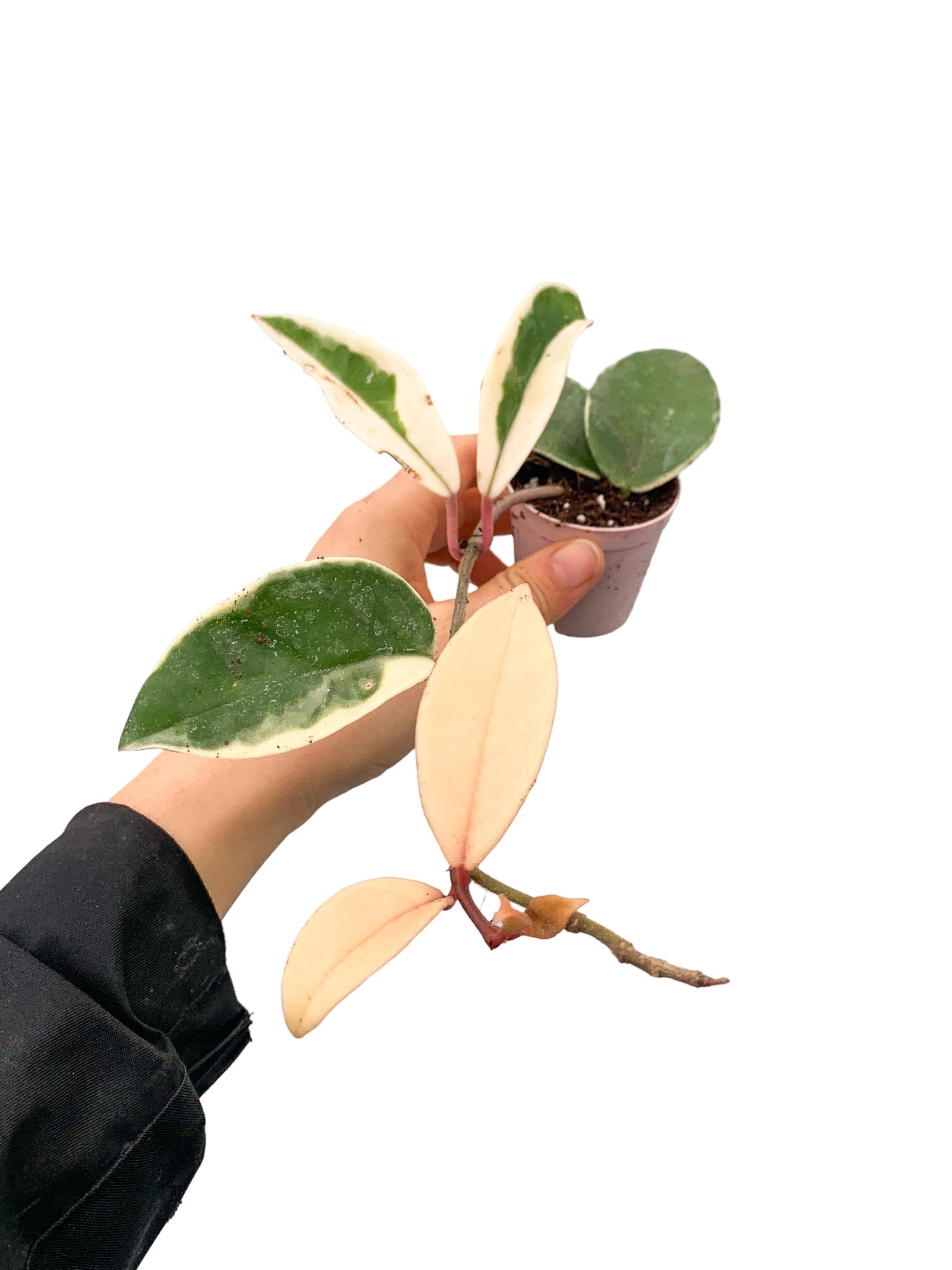 Hoya Carnosa Krimson Queen (Alacalı Kraliçe Mum Çiçeği)