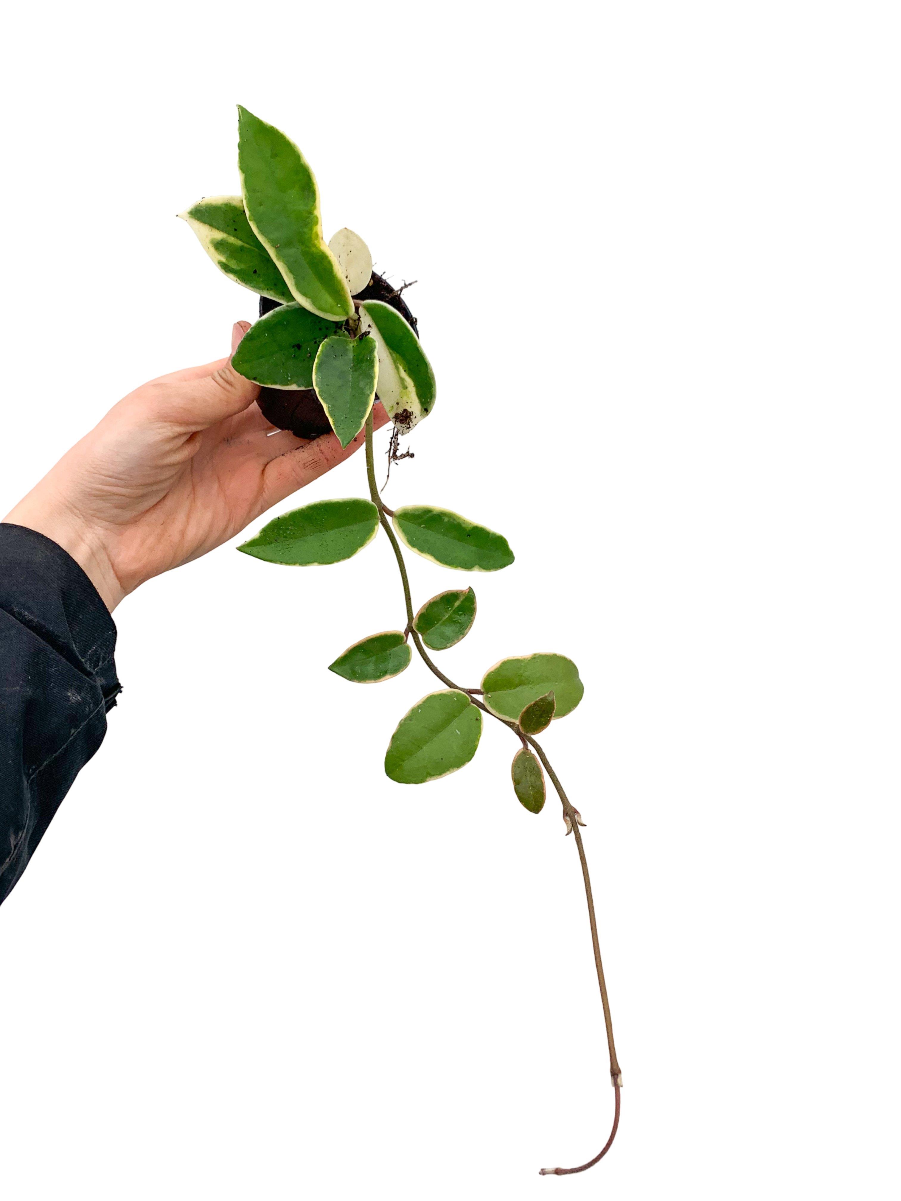 Hoya Carnosa Krimson Queen (Alacalı Kraliçe Mum Çiçeği)