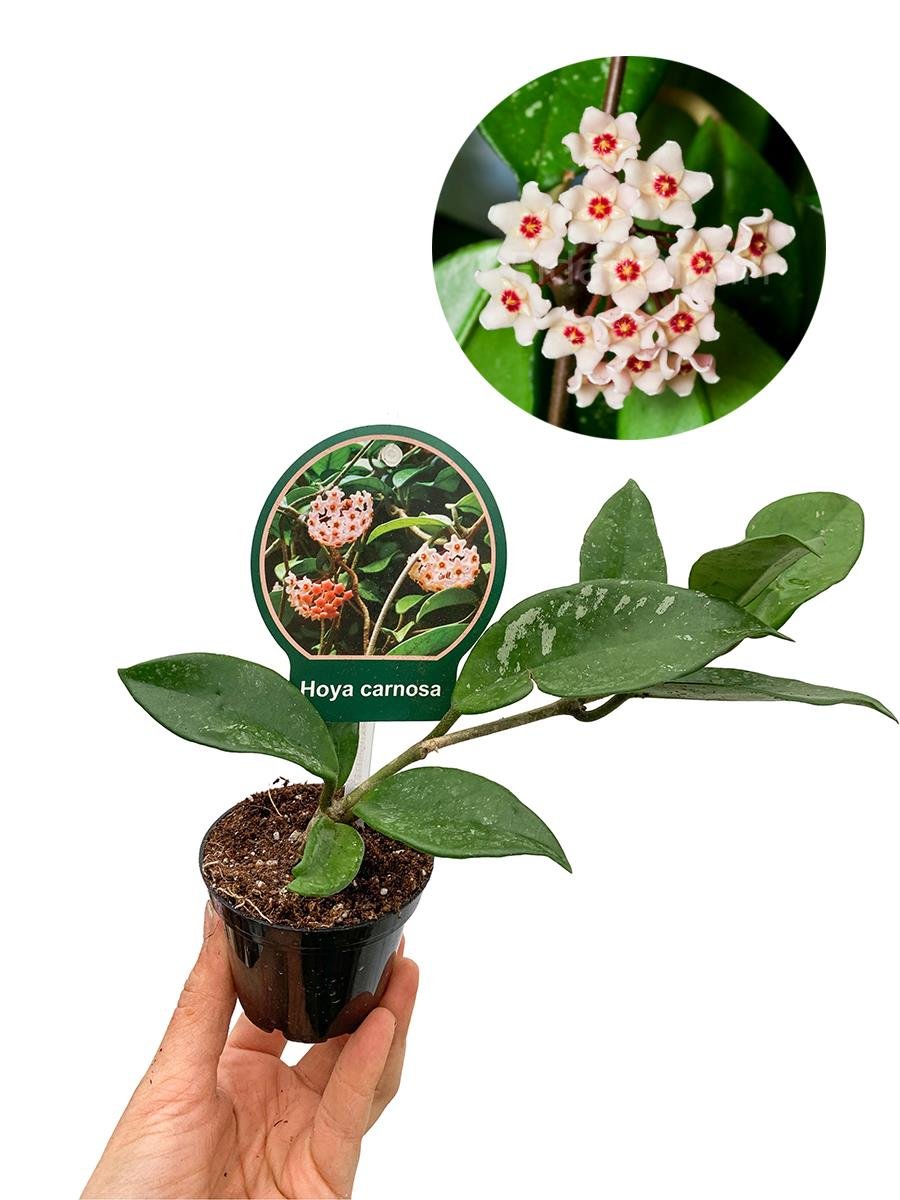 Hoya Carnosa Yeşil Yapraklı Mum Çiçeği