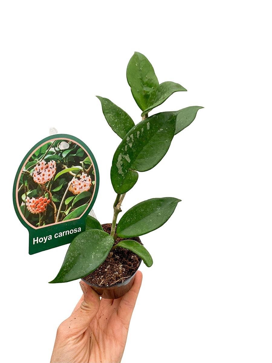 Hoya Carnosa Yeşil Yapraklı Mum Çiçeği