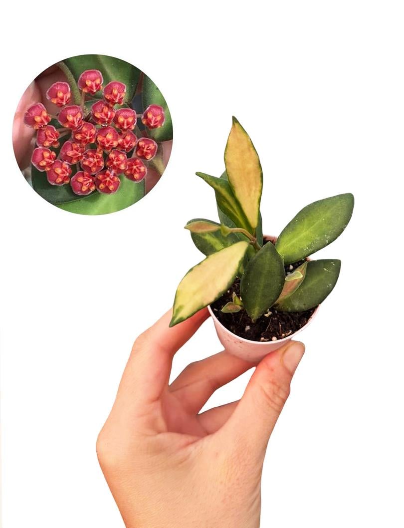 Hoya DS 70 Mum Çiçeği Fide