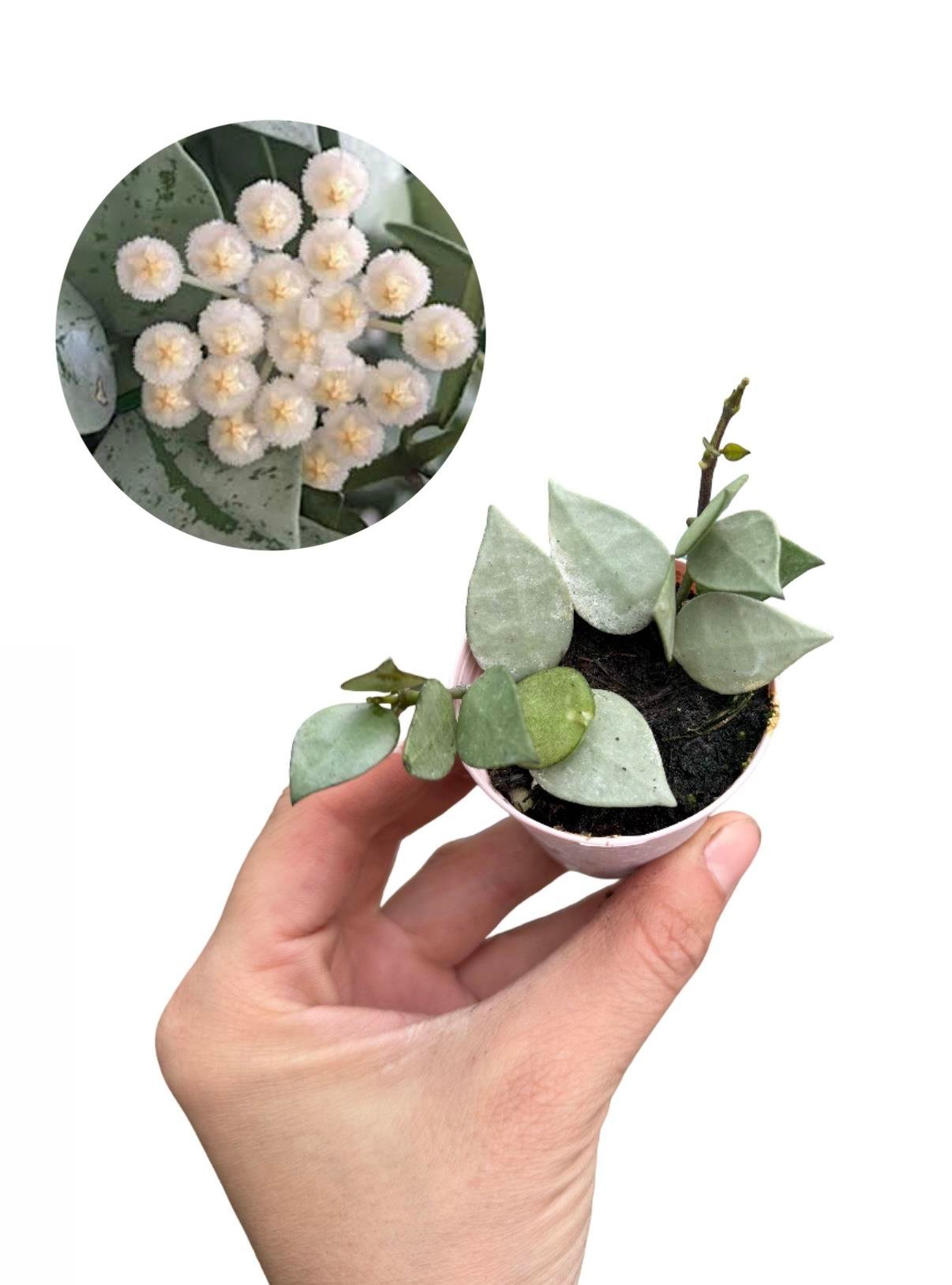 Hoya Eskimo Mum Çiçeği Fide