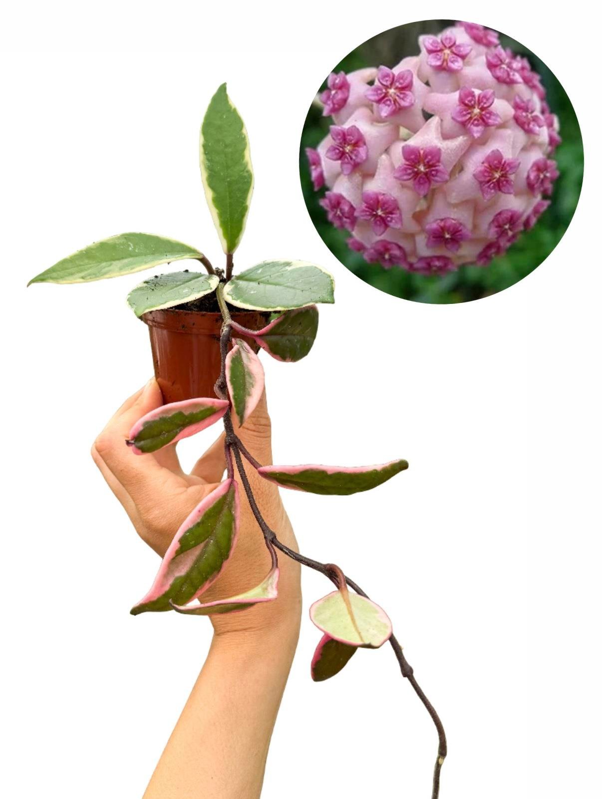 Hoya Flamingo Dream Mum Çiçeği