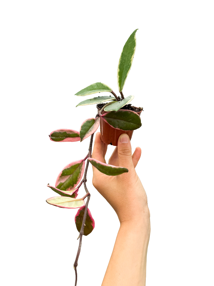 Hoya Flamingo Dream Mum Çiçeği