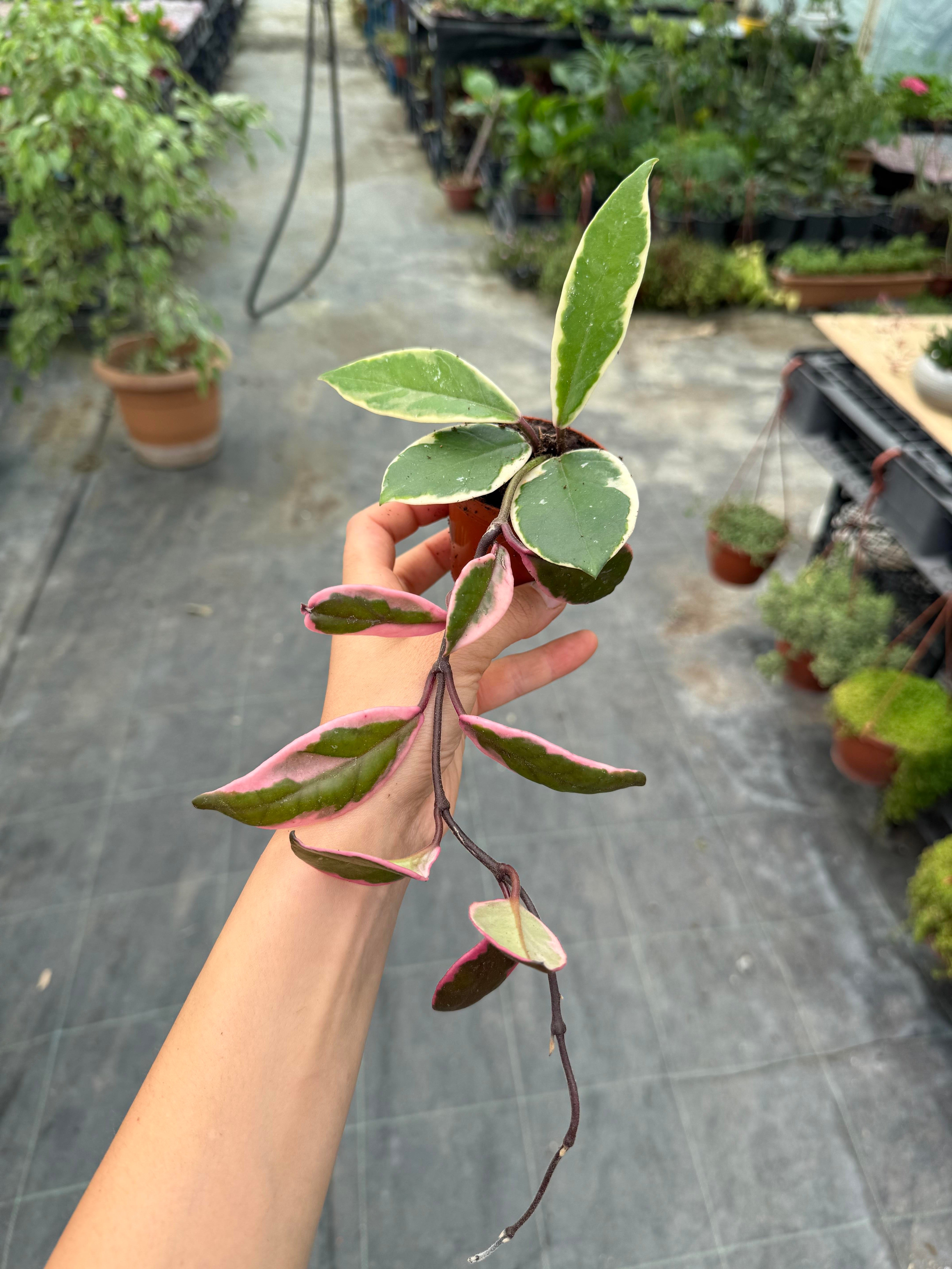 Hoya Flamingo Dream Mum Çiçeği