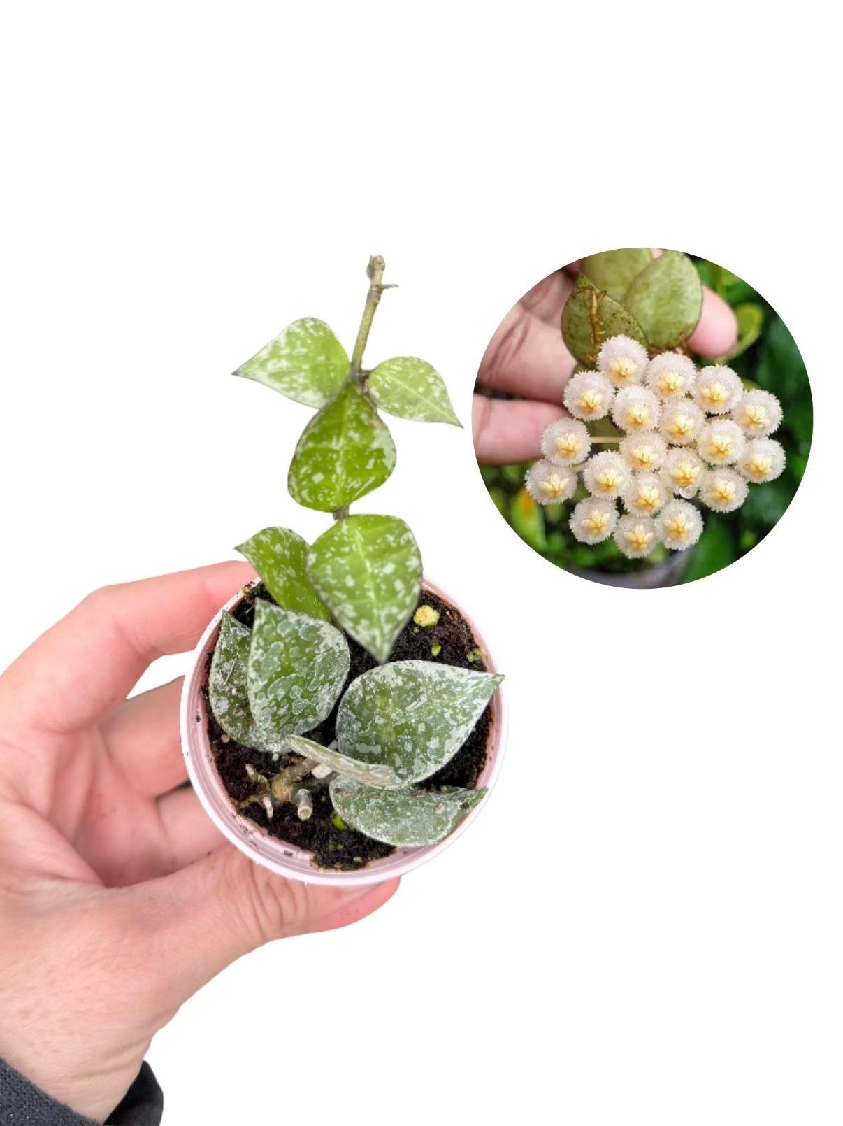 Hoya Krohniana Splash Mum Çiçeği Fide