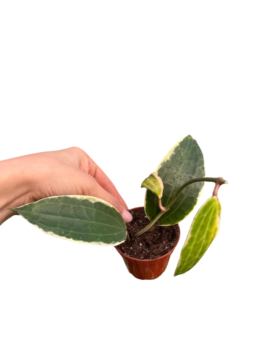 Hoya Macrophylla Variegata Mum Çiçeği