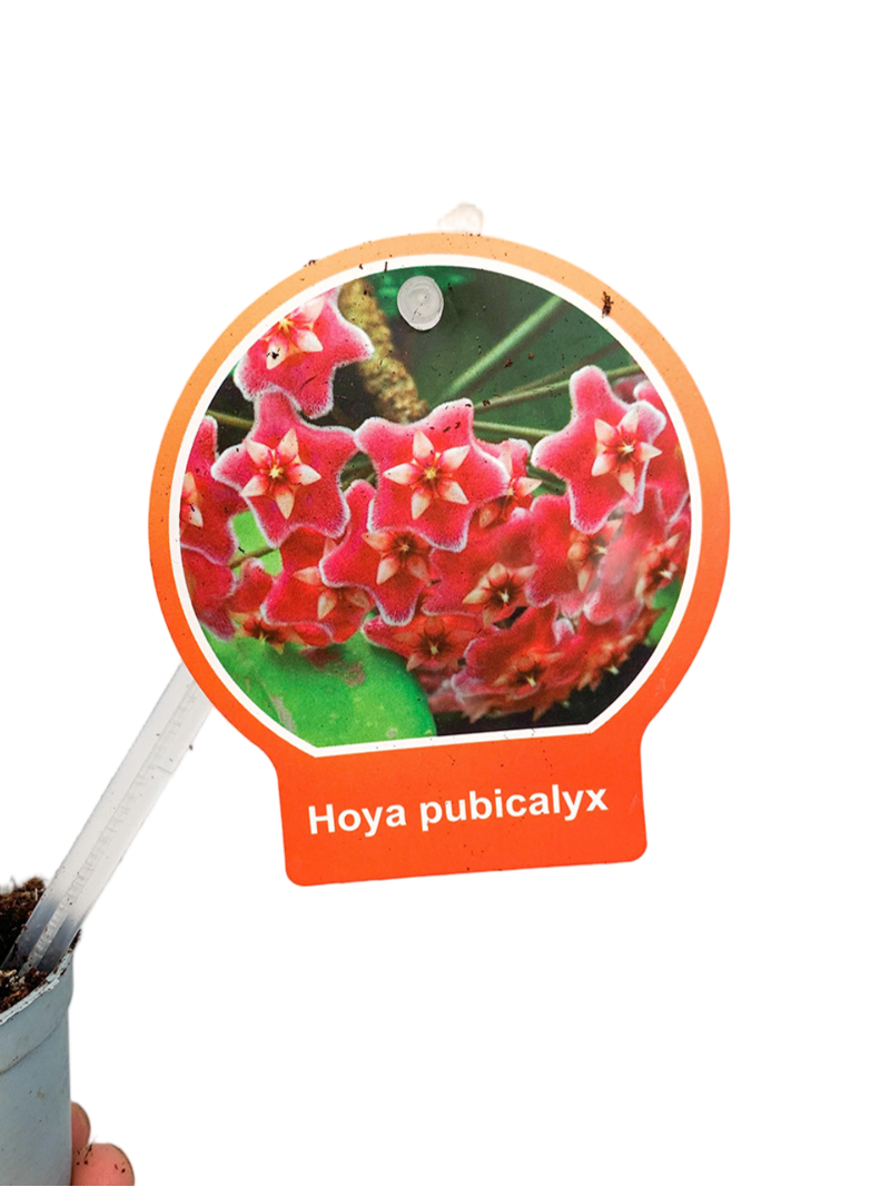 Hoya Pubicalyx Mum Çiçeği