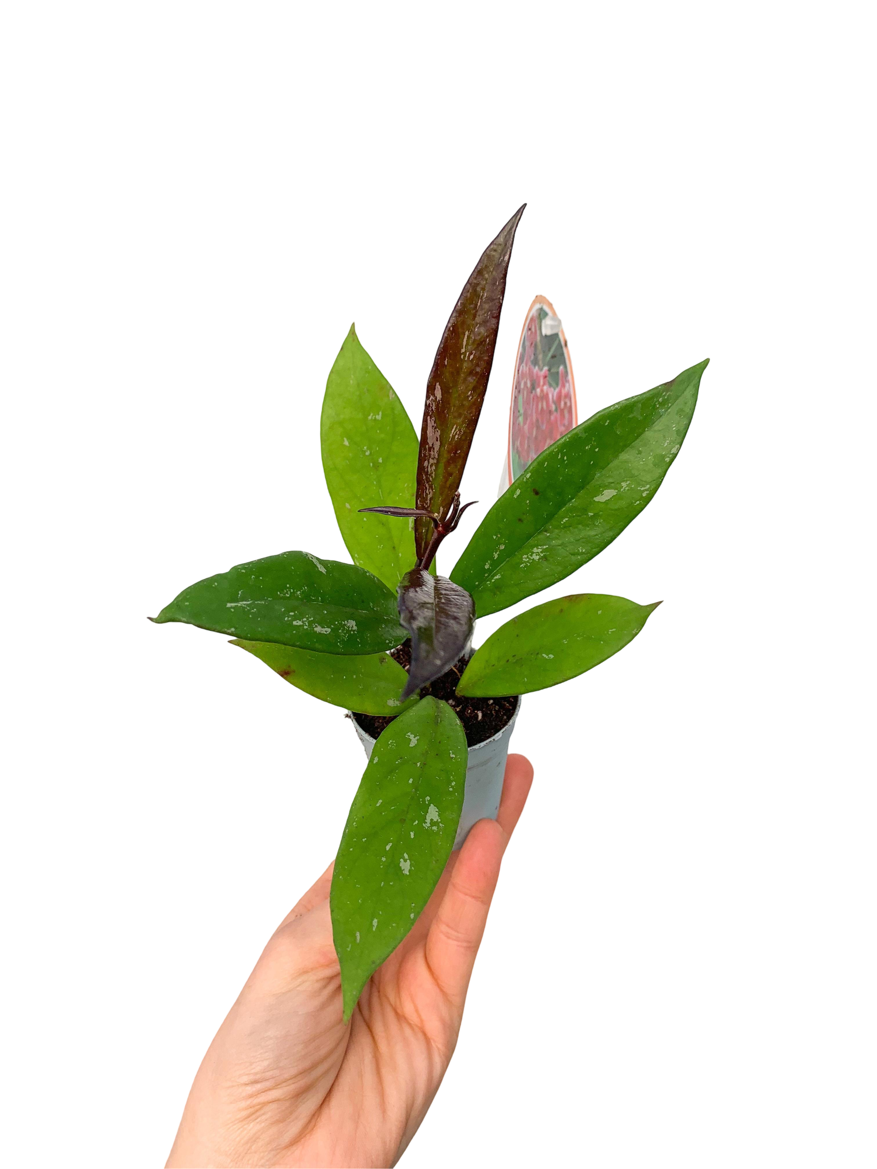 Hoya Pubicalyx Mum Çiçeği