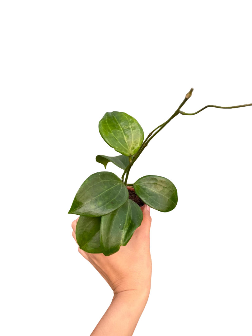 Hoya Quinquenervia Mum Çiçeği