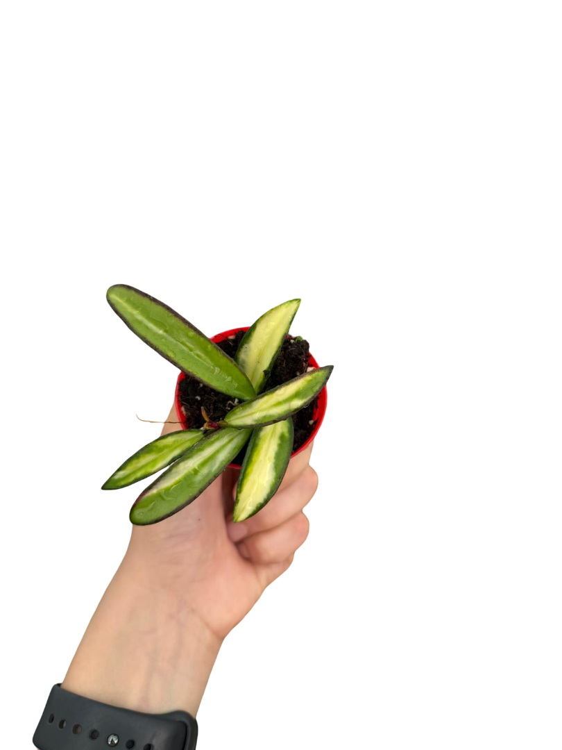 Hoya Wayetii 'Tricolor' Mum Çiçeği Fide