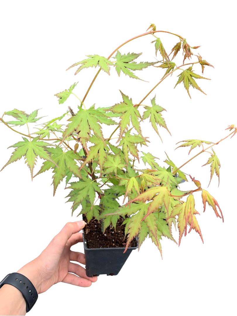 Japon Akçaağacı Acer Palmatum Yeşil