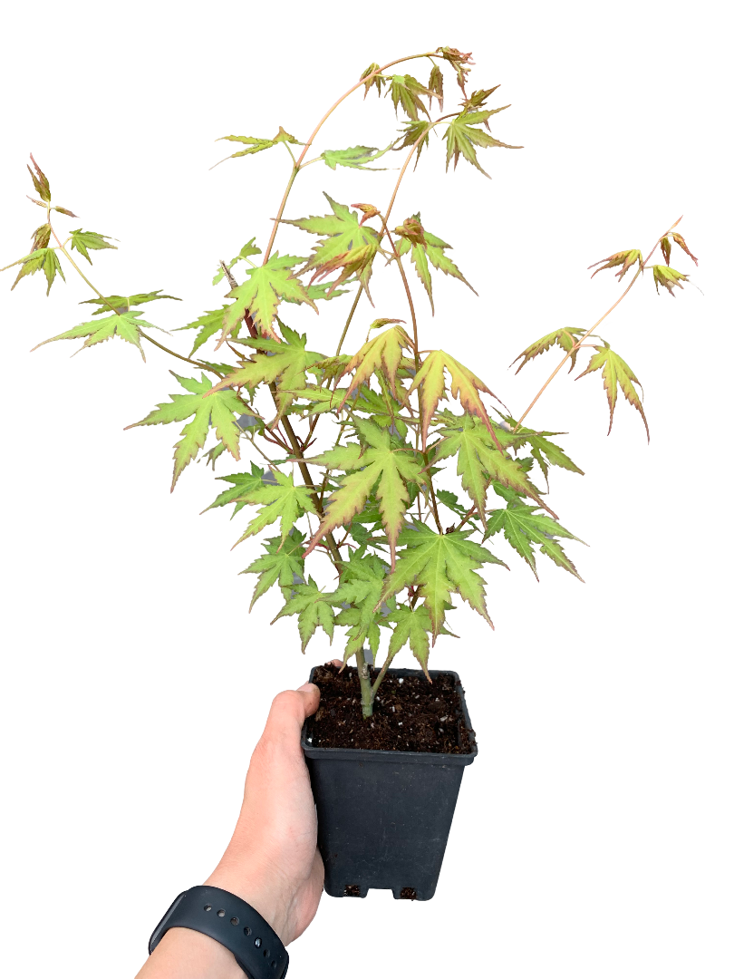 Japon Akçaağacı Acer Palmatum Yeşil