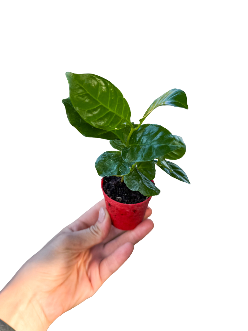 Kahve Ağacı Bitkisi Coffea Arabica