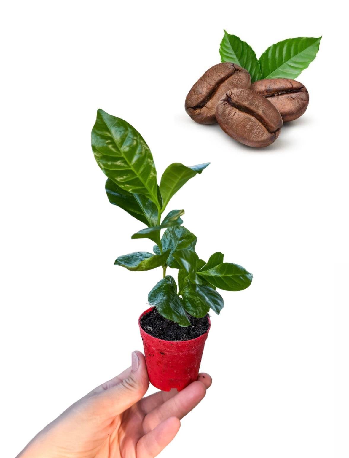 Kahve Ağacı Bitkisi Coffea Arabica