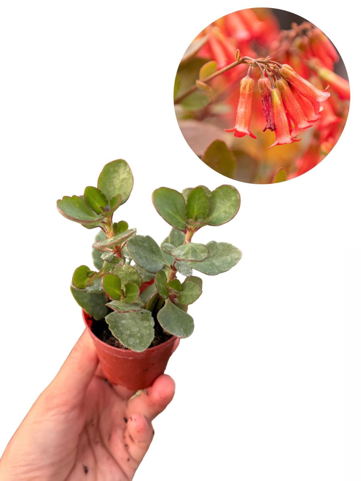Kalanchoe Manginii Kırmızı Çiçekli