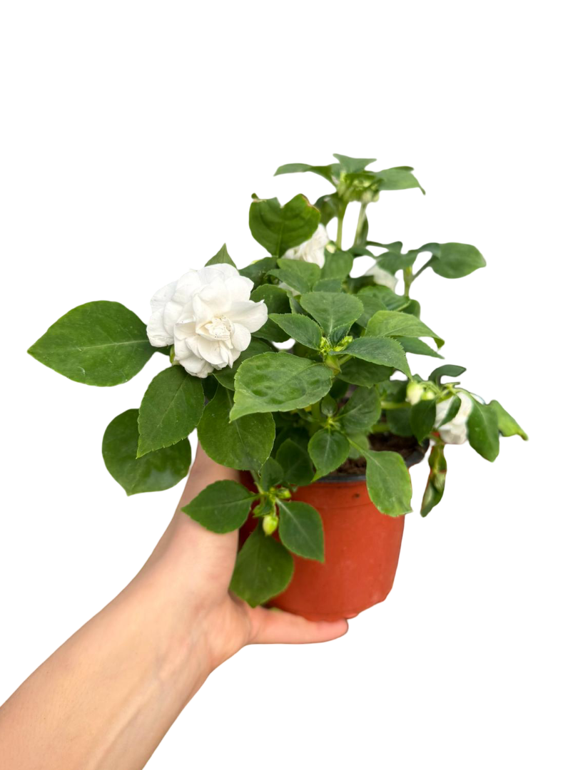 Katmerli Cam Güzeli Beyaz