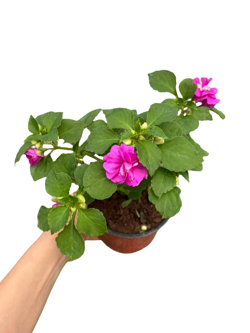 Katmerli Cam Güzeli Mor