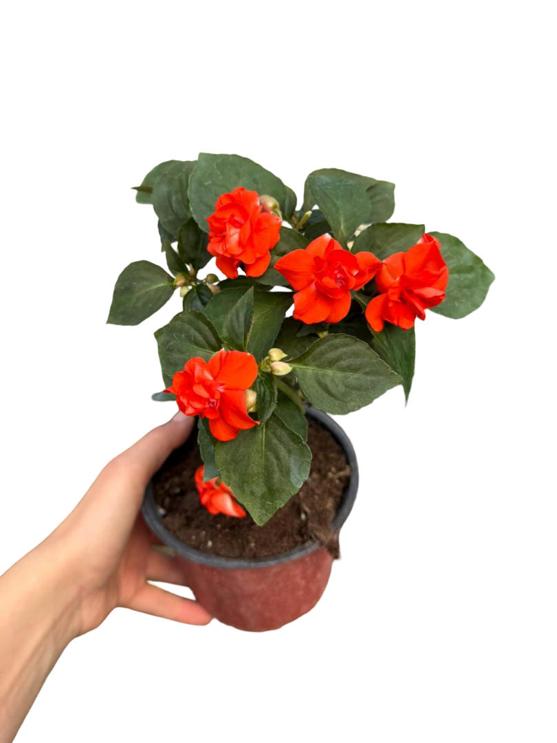 Katmerli Cam Güzeli Turuncu