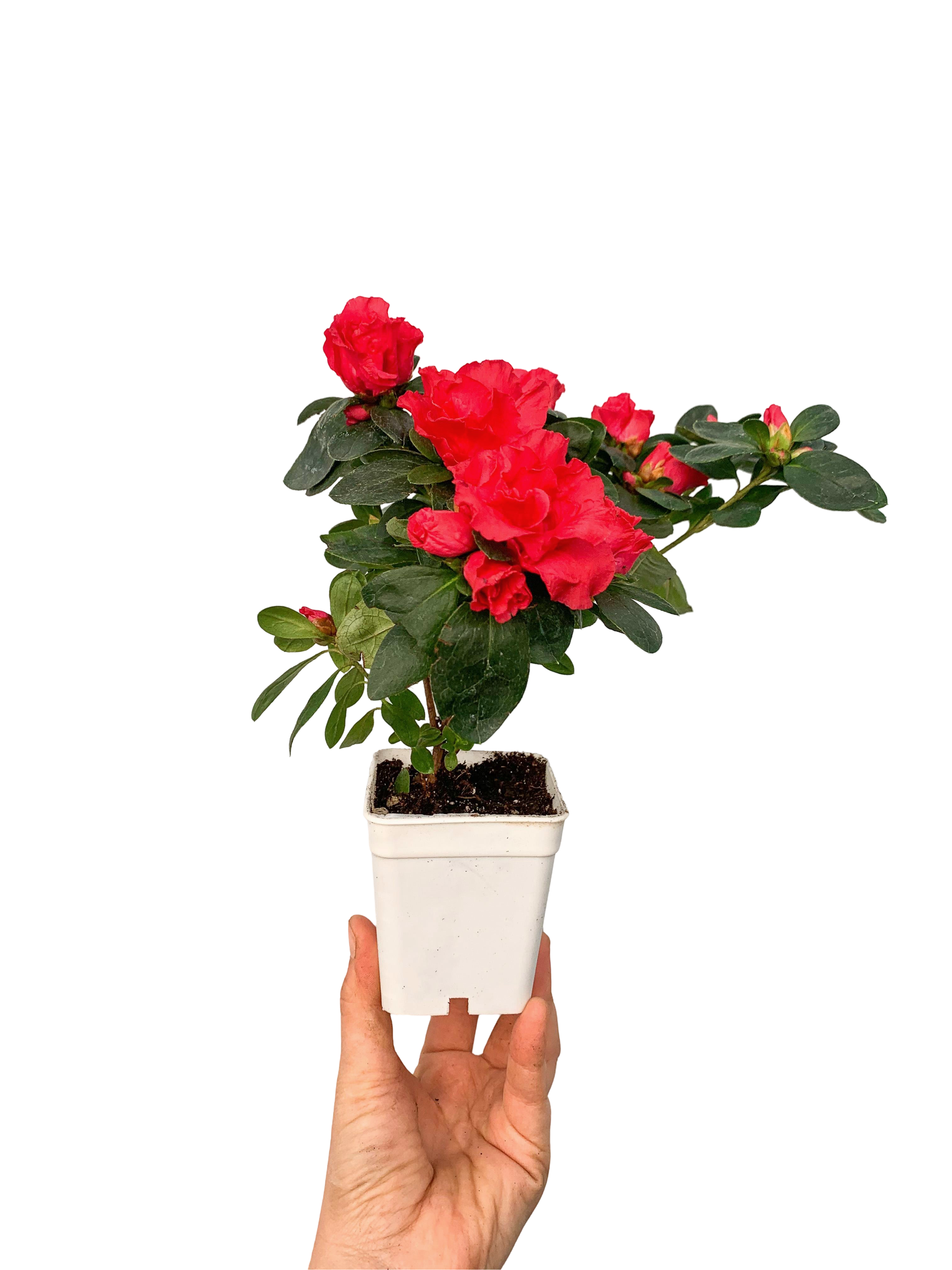 Kırmızı Çiçekli Açelya Bitkisi Azalea