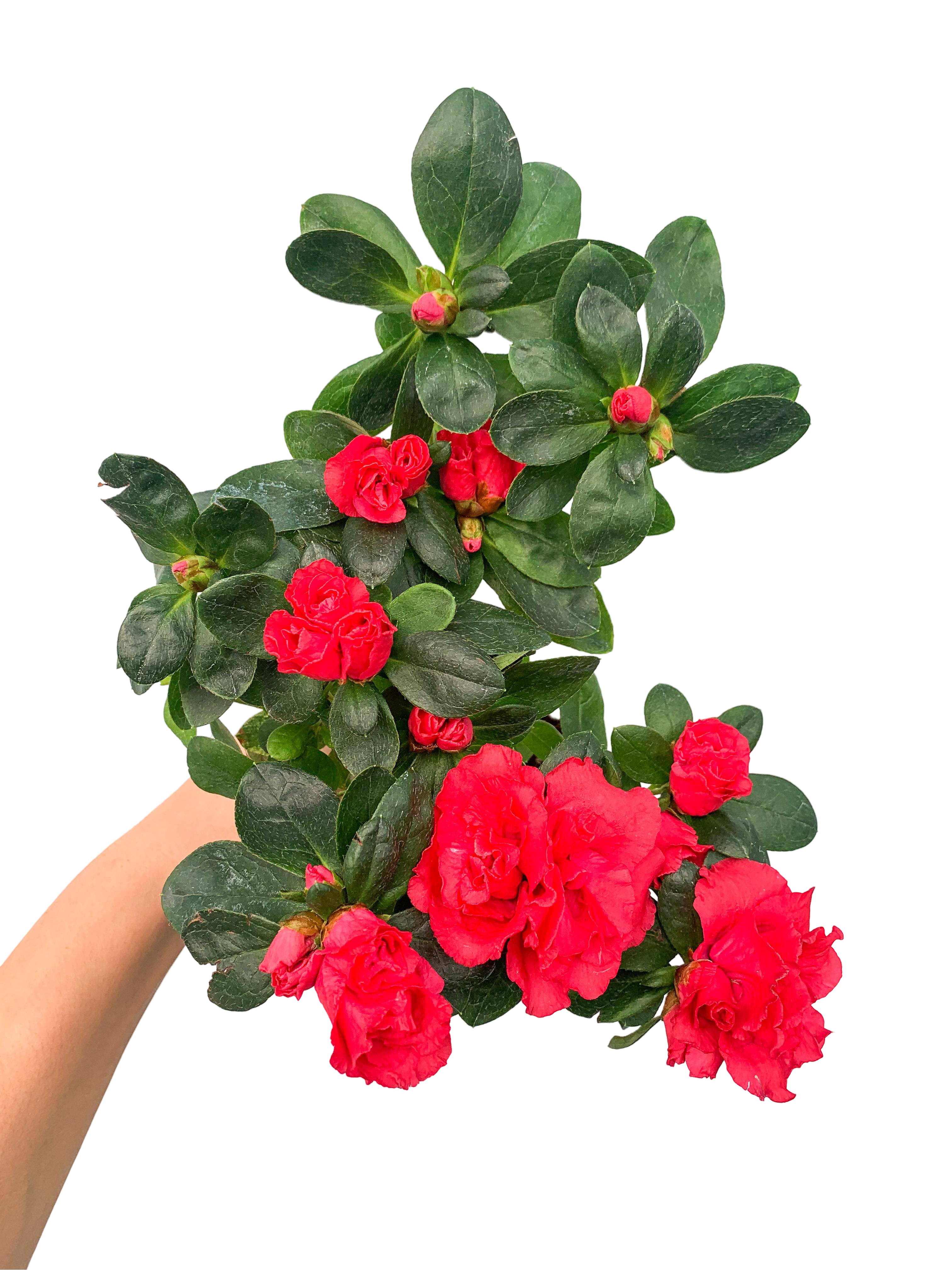 Kırmızı Çiçekli Açelya Bitkisi Azalea