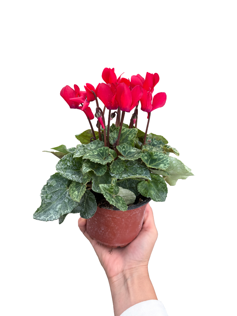 Kırmızı Cyclamen Verano (Sıklamen) Red Solar