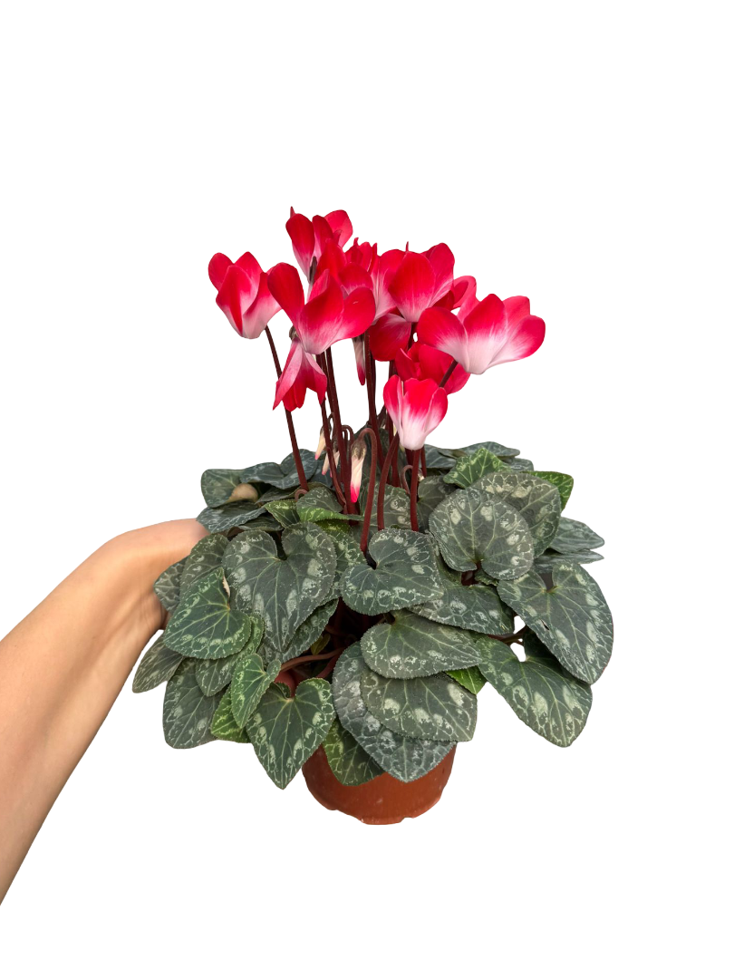 Kokulu Cyclamen Kırmızı