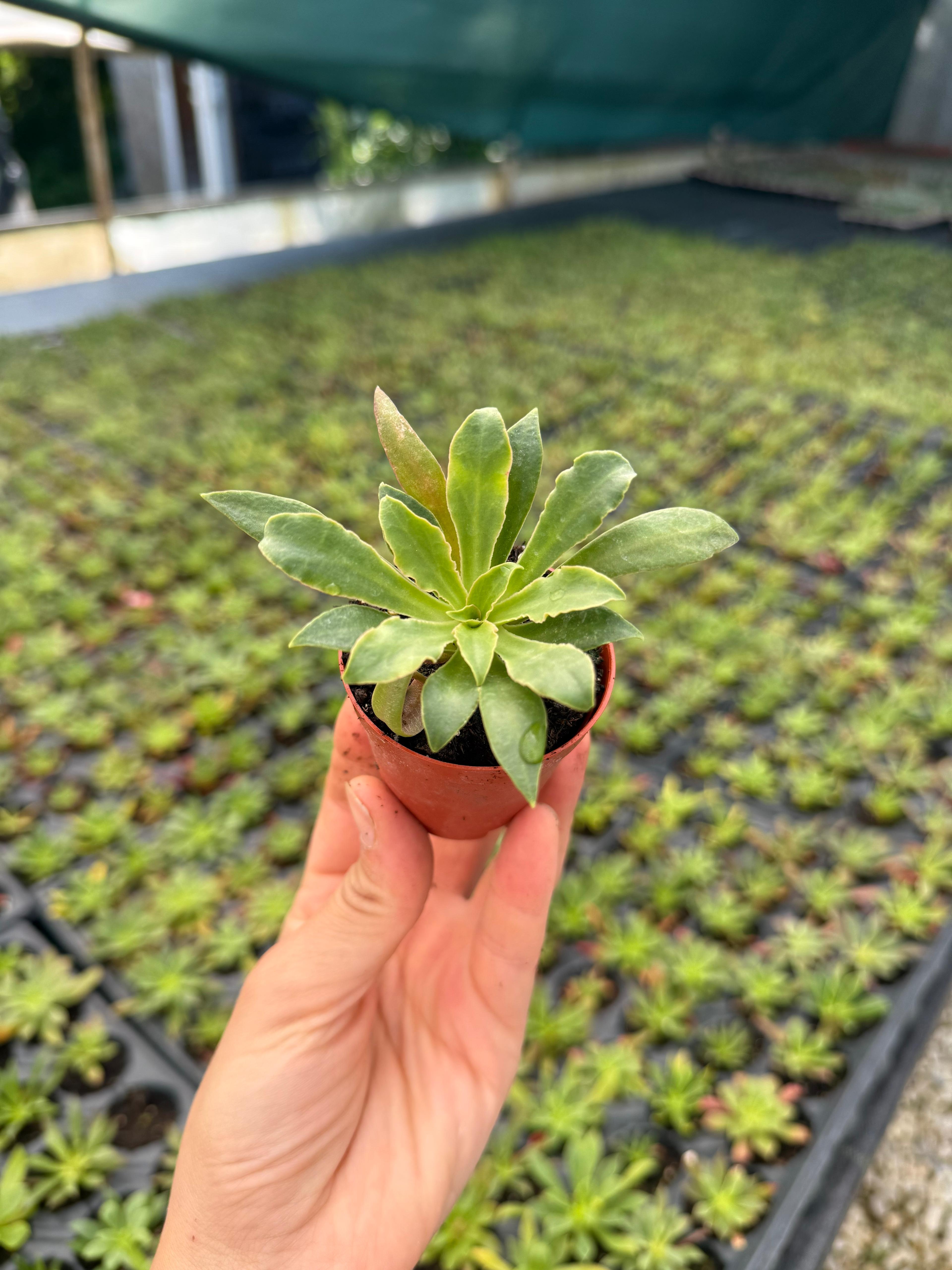 Lewisia Cotydelon Sukulent