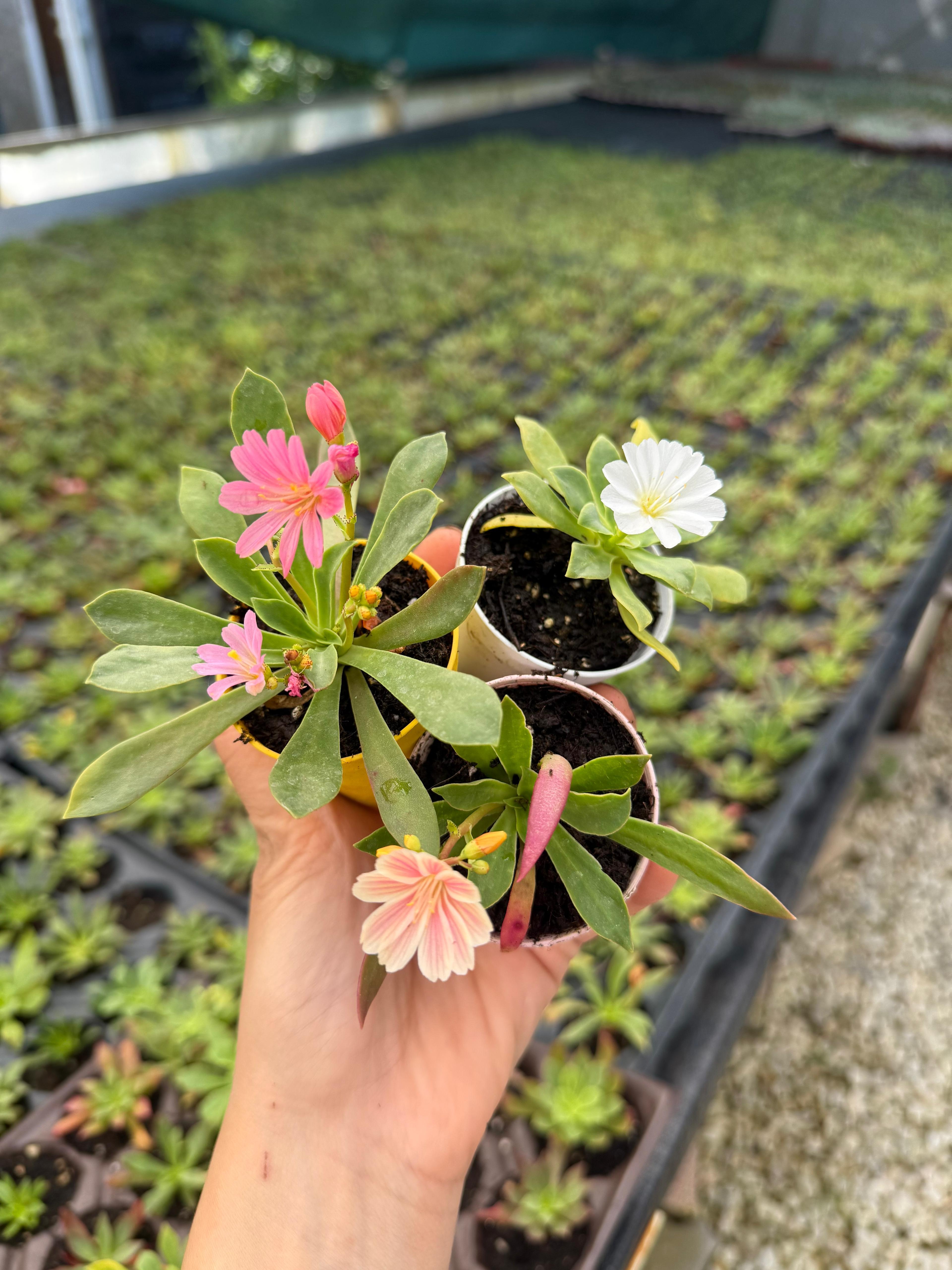 Lewisia Cotydelon Sukulent
