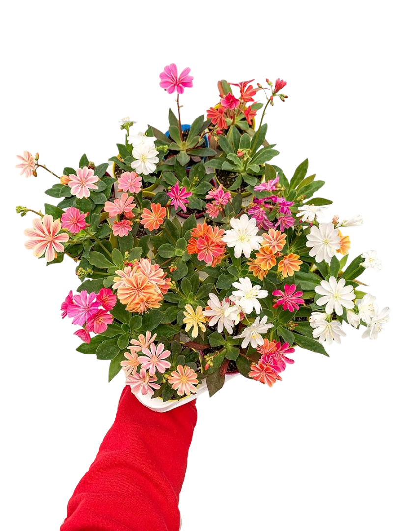 Lewisia Cotydelon Sukulent