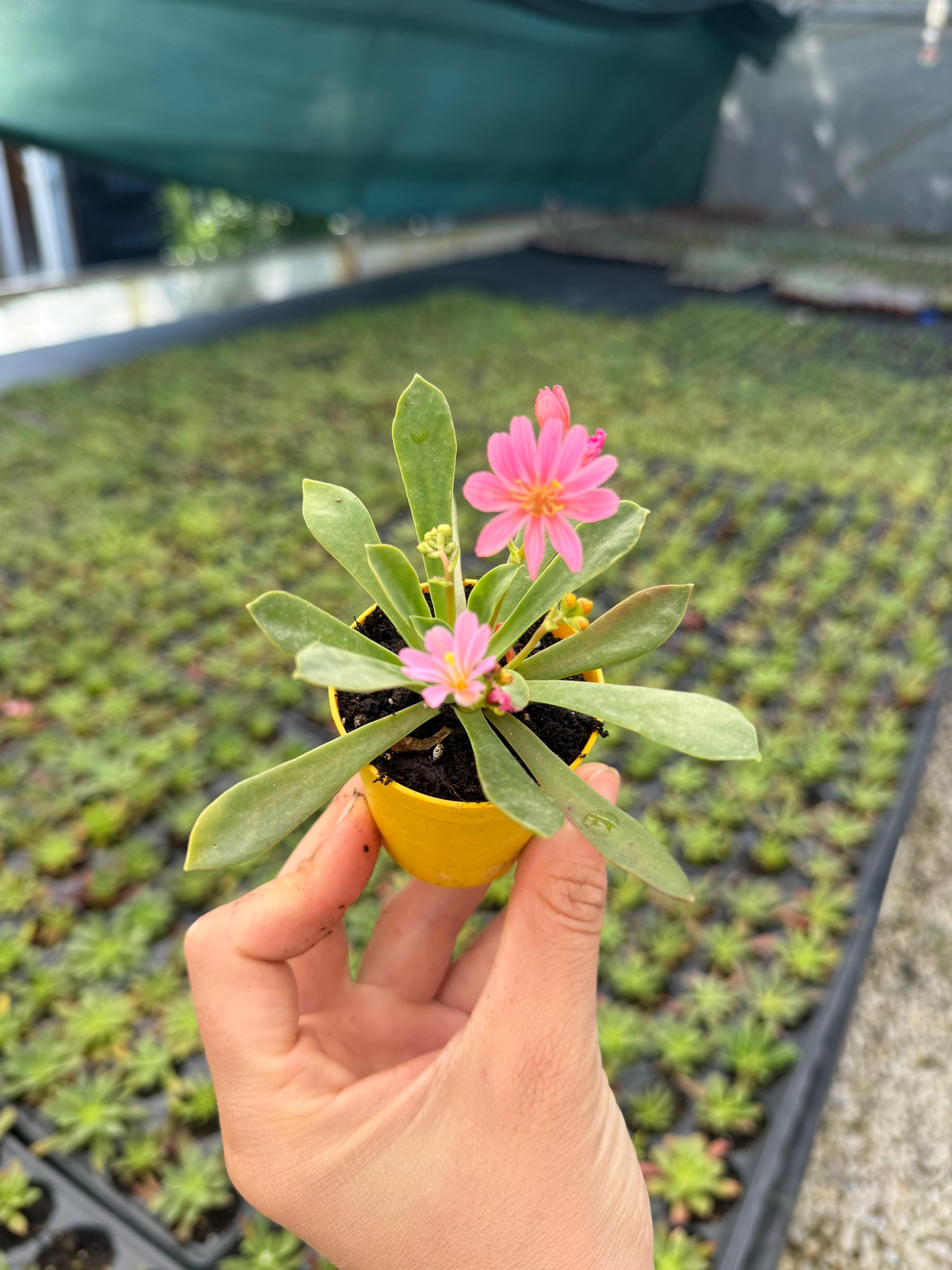 Lewisia Cotydelon Sukulent