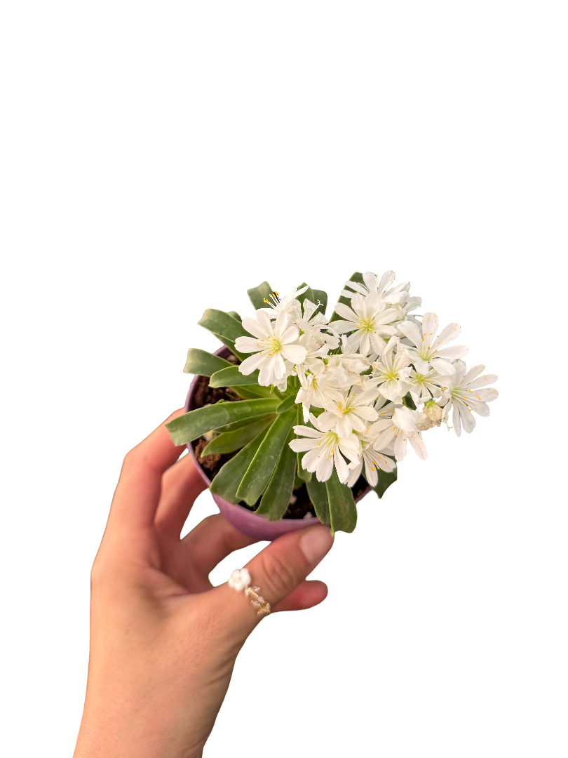 Lewisia Cotyledon Beyaz