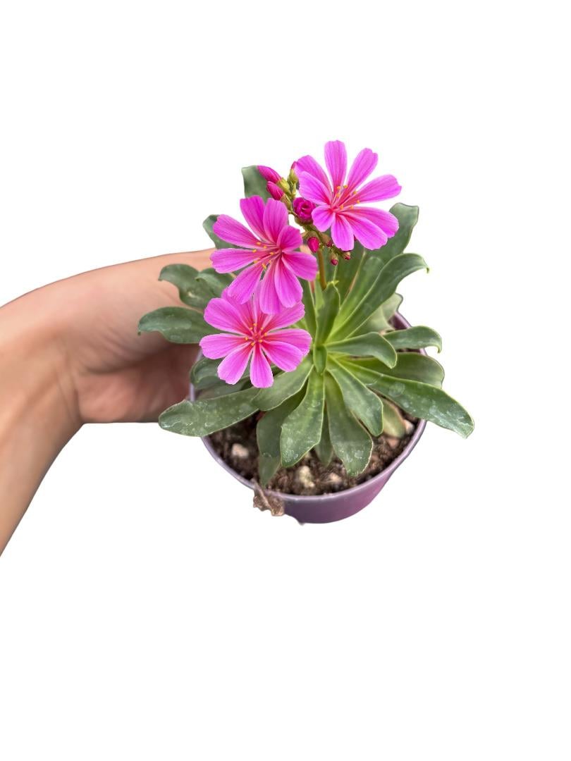 Lewisia Cotyledon Mor