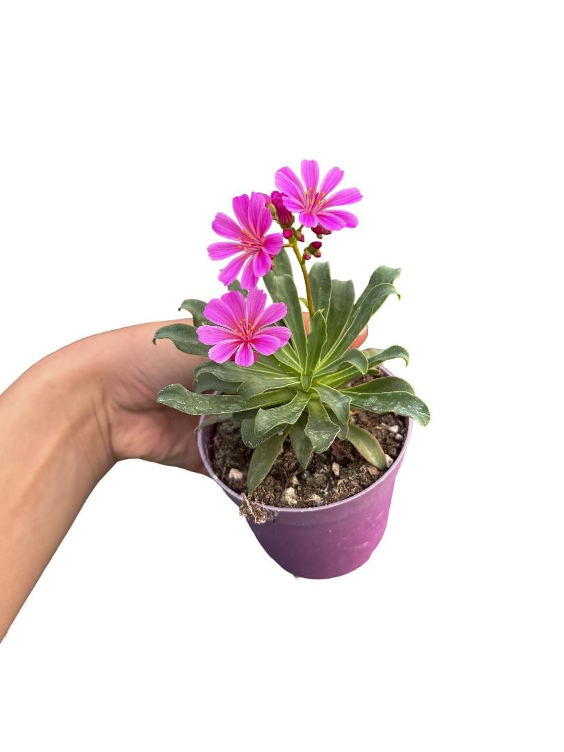 Lewisia Cotyledon Mor