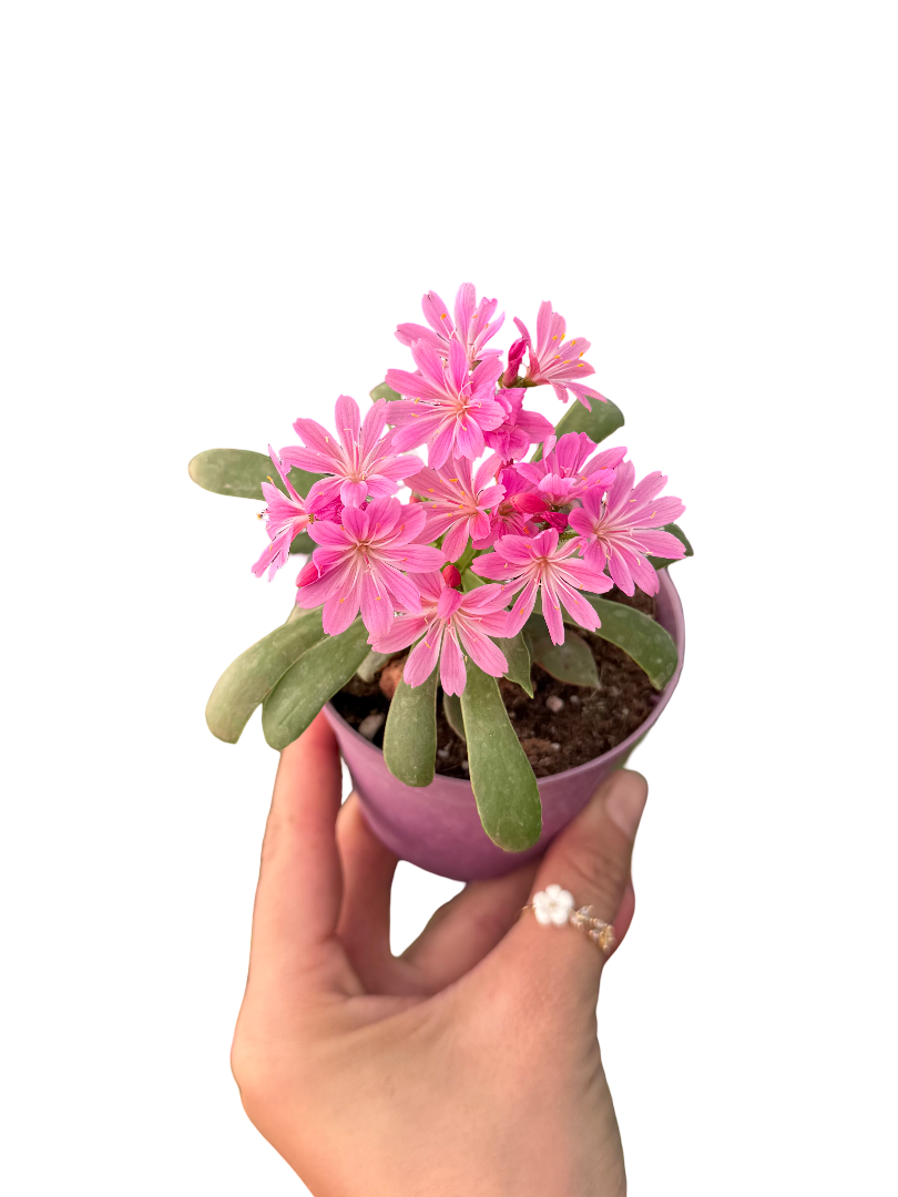 Lewisia Cotyledon Pembe