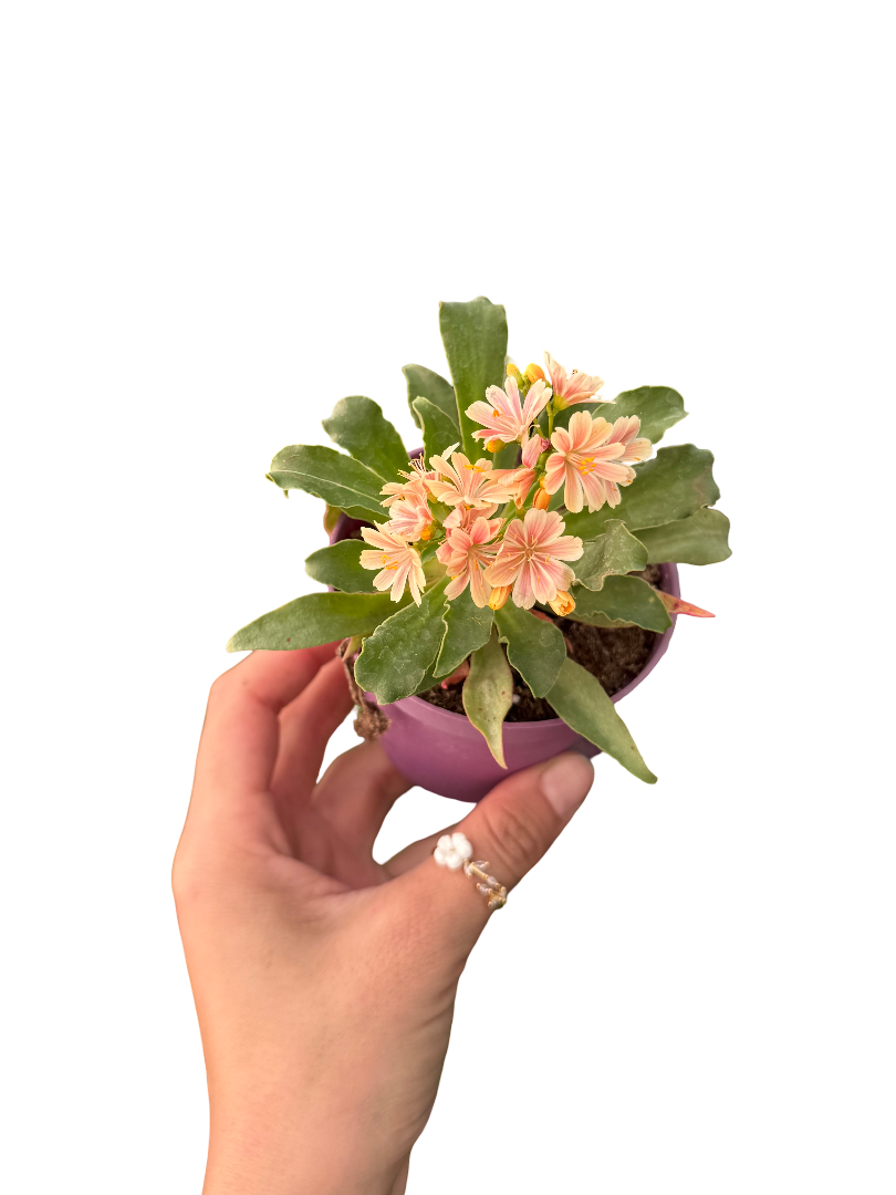 Lewisia Cotyledon Somon