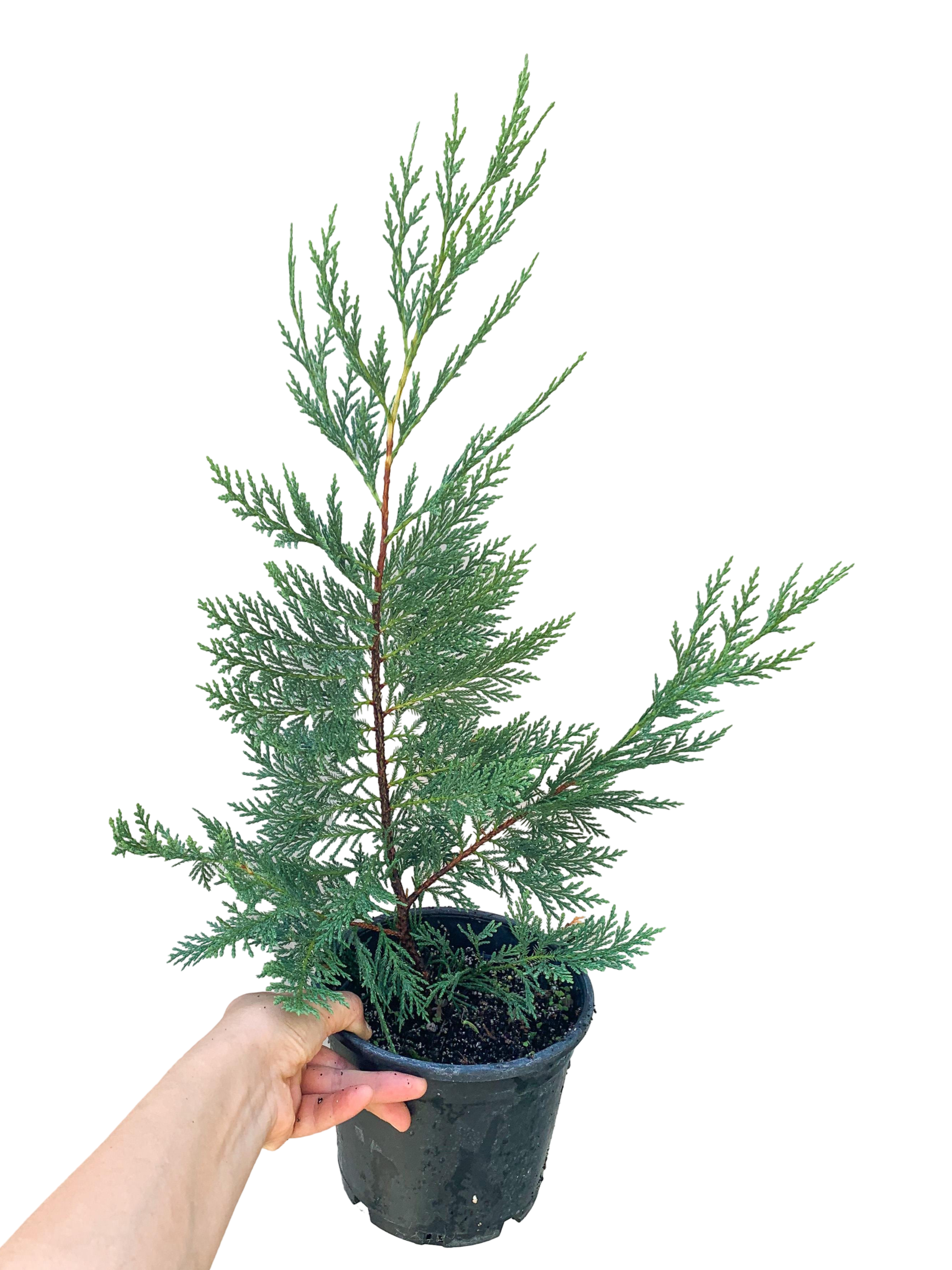 Leylandi Fidanı - Çamı 40-50 CM