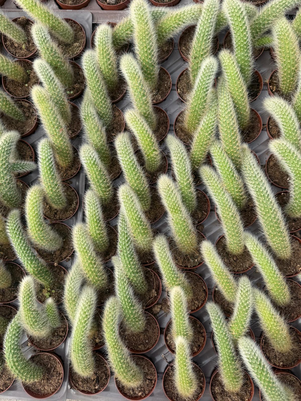 Maymun Kuyruğu Kaktüs Hildewintera