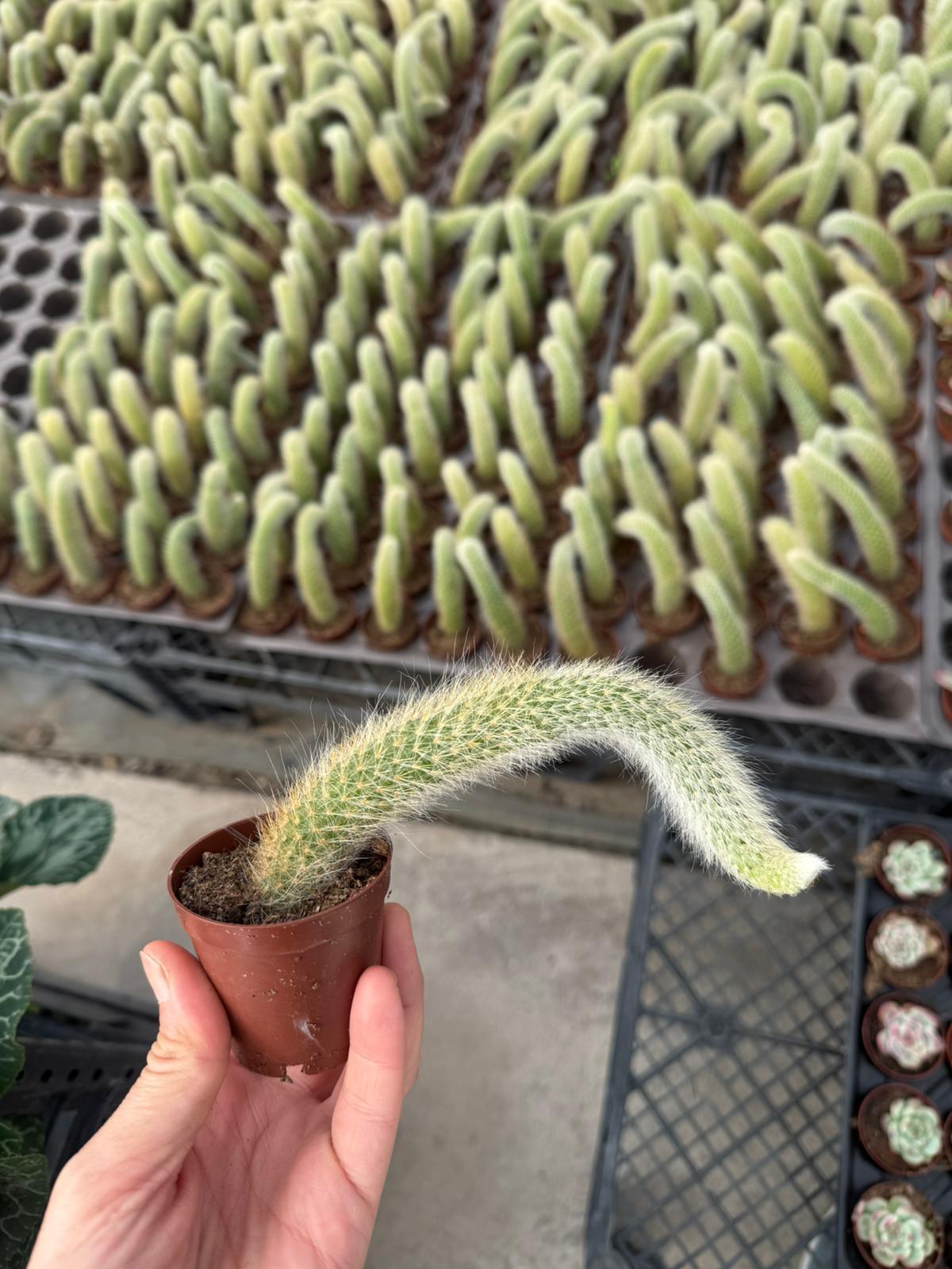 Maymun Kuyruğu Kaktüs Hildewintera