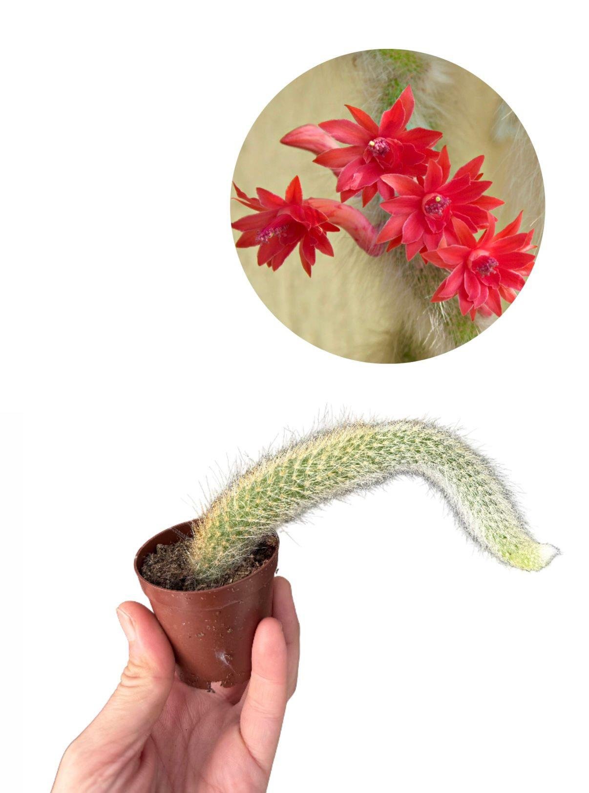 Maymun Kuyruğu Kaktüs Hildewintera