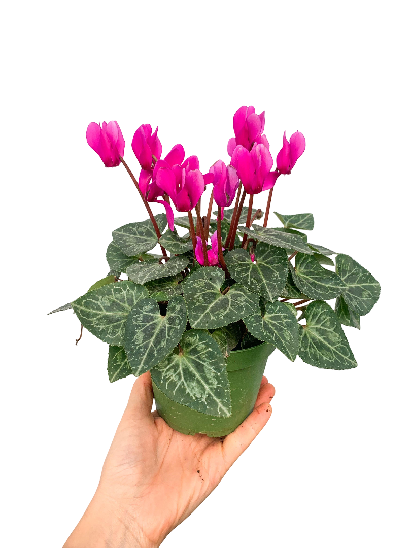 Mor Cyclamen Verano (Sıklamen) Dark Violet