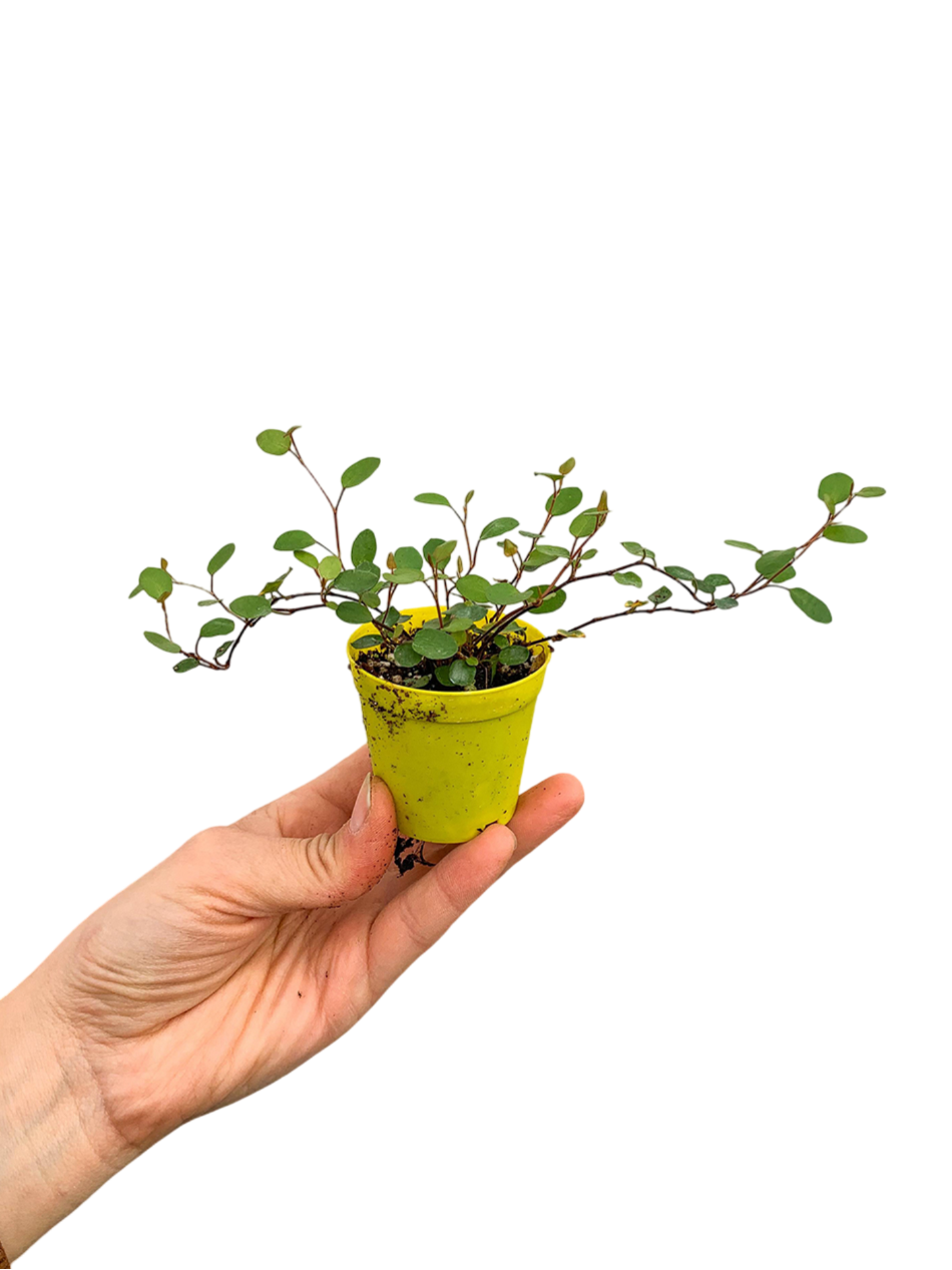 Muehlenbeckia Avustralya Sarmaşığı