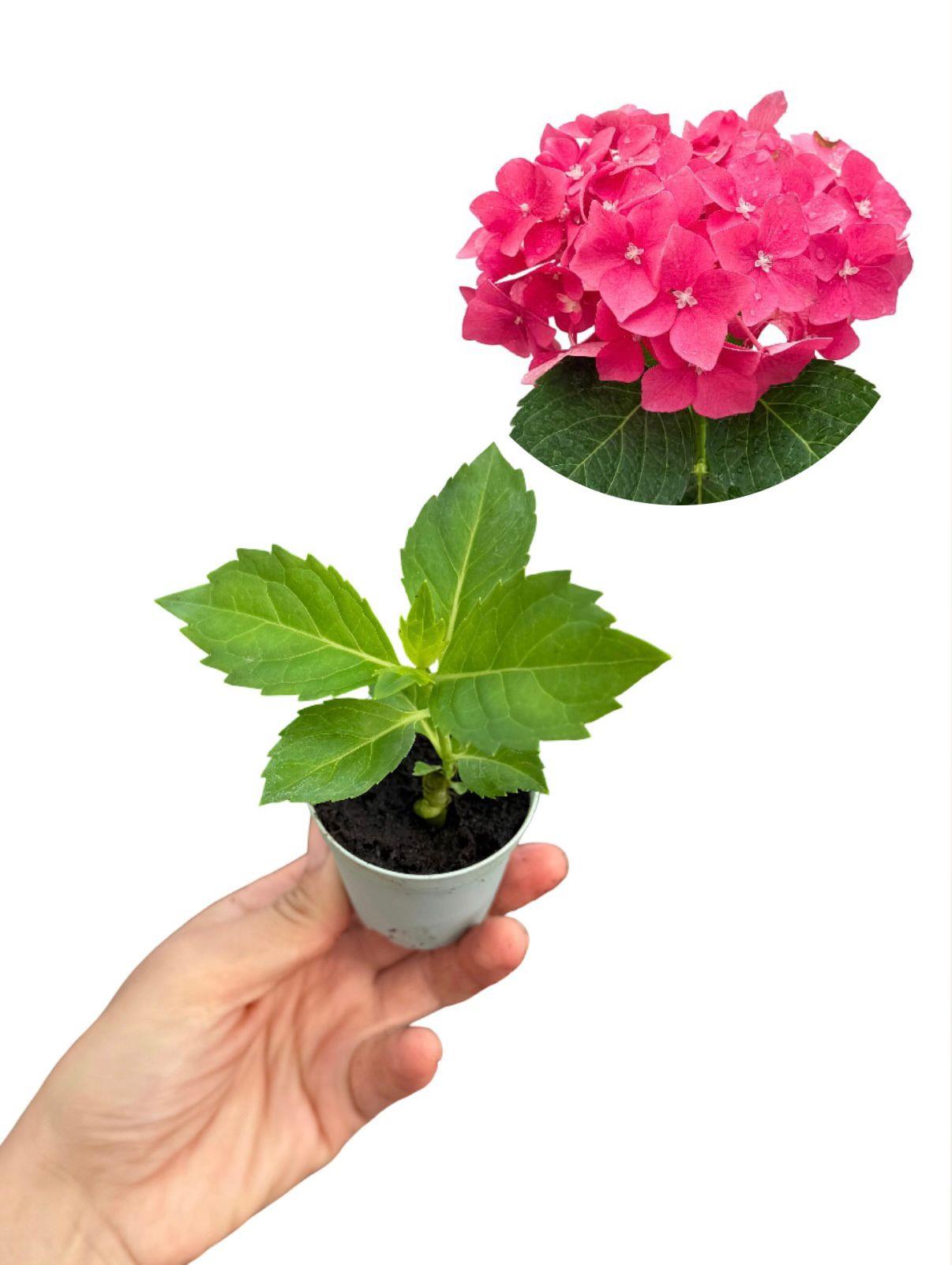 Ortanca Fidesi Fuşya