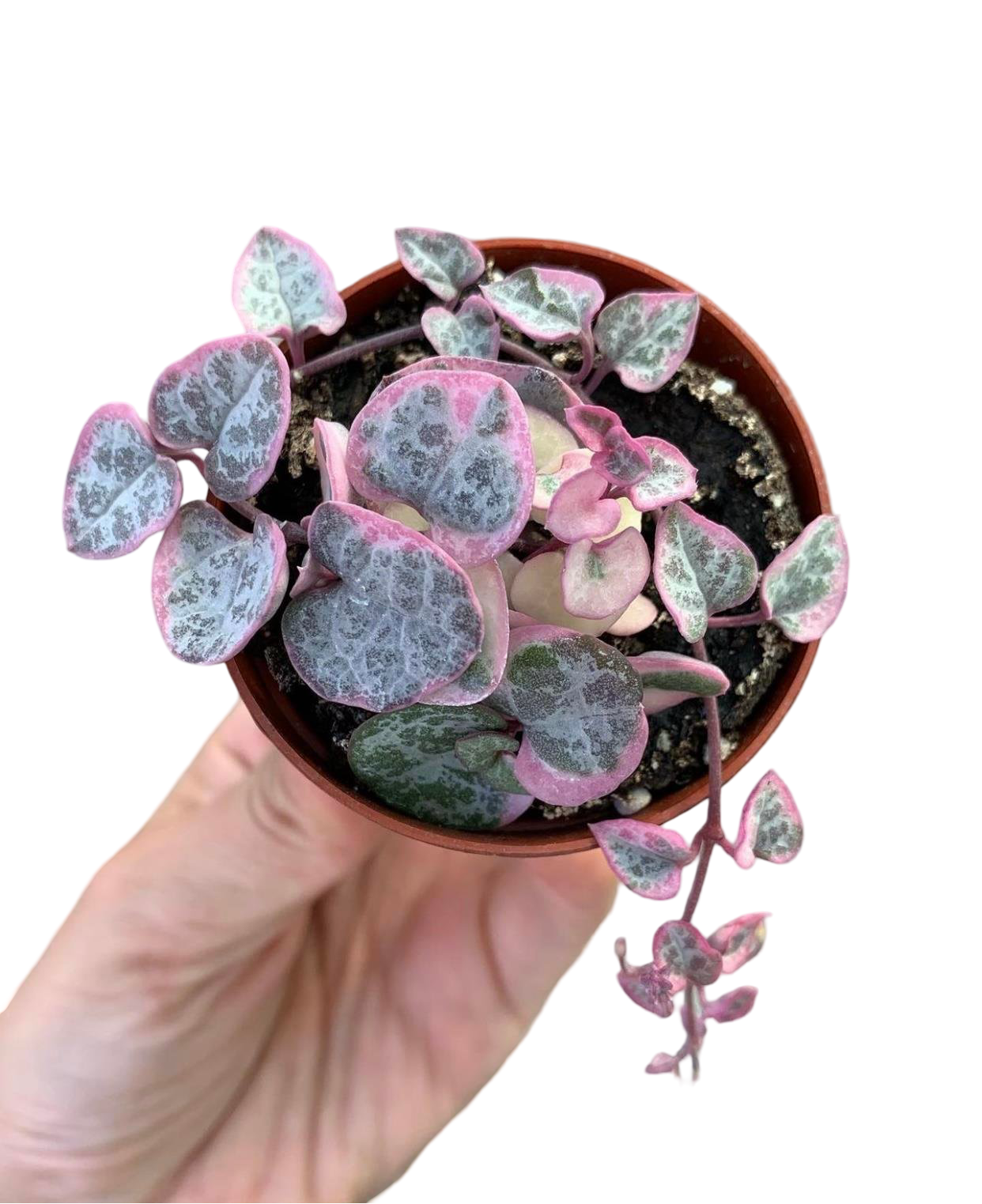 Pembe Alacalı Kalp Kalbe Karşı - Ceropegia Woodii Variegata