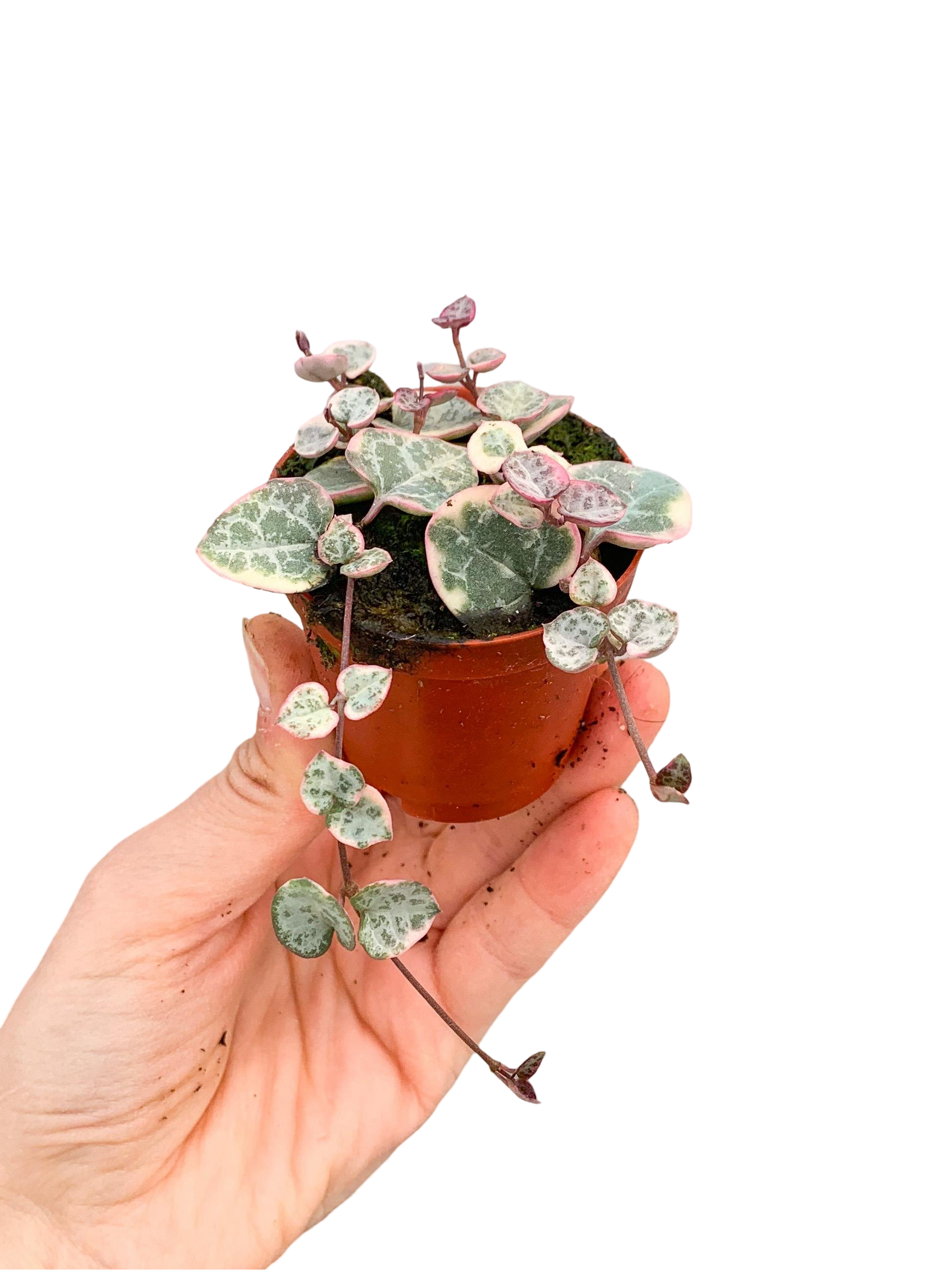 Pembe Alacalı Kalp Kalbe Karşı - Ceropegia Woodii Variegata