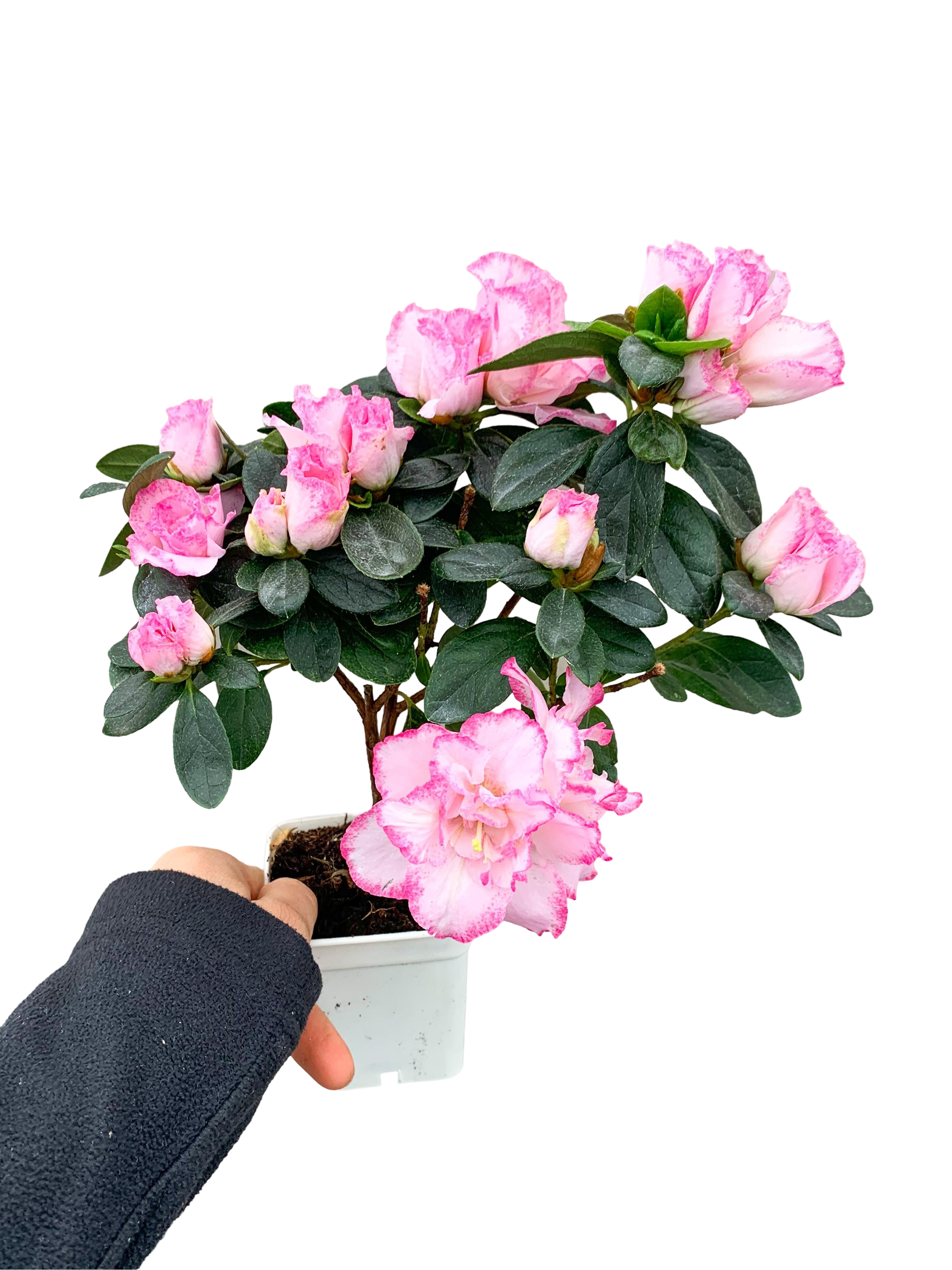 Pembe Çiçekli Açelya Bitkisi Azalea