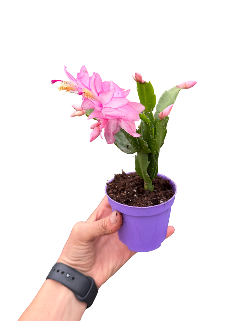 Pembe Çiçekli Yılbaşı Çiçeği Kaktüsü (Schlumbergera)